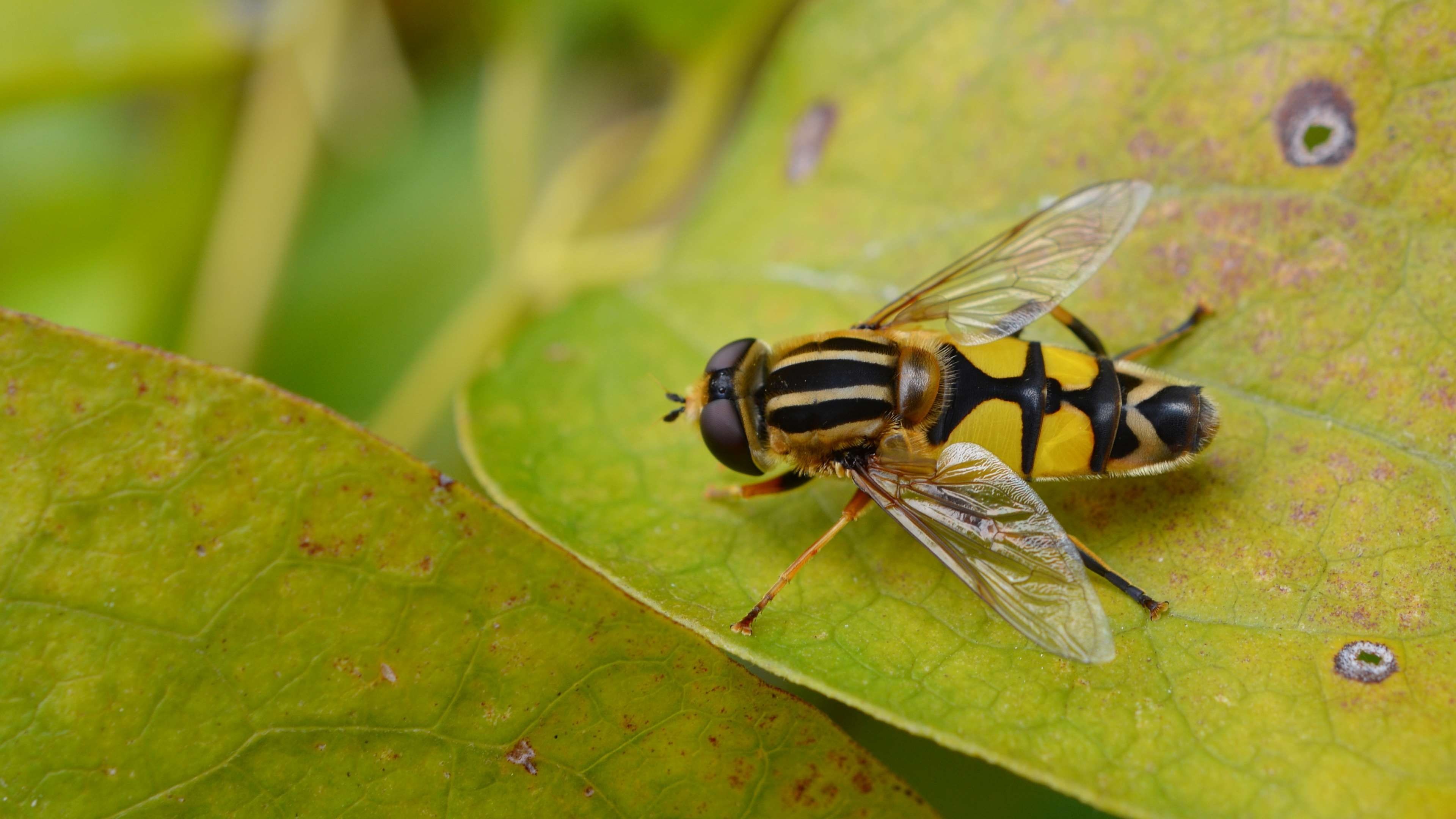 Animal close fly, Garden hoverfly, Insect macro, Nature, 3840x2160 4K Desktop