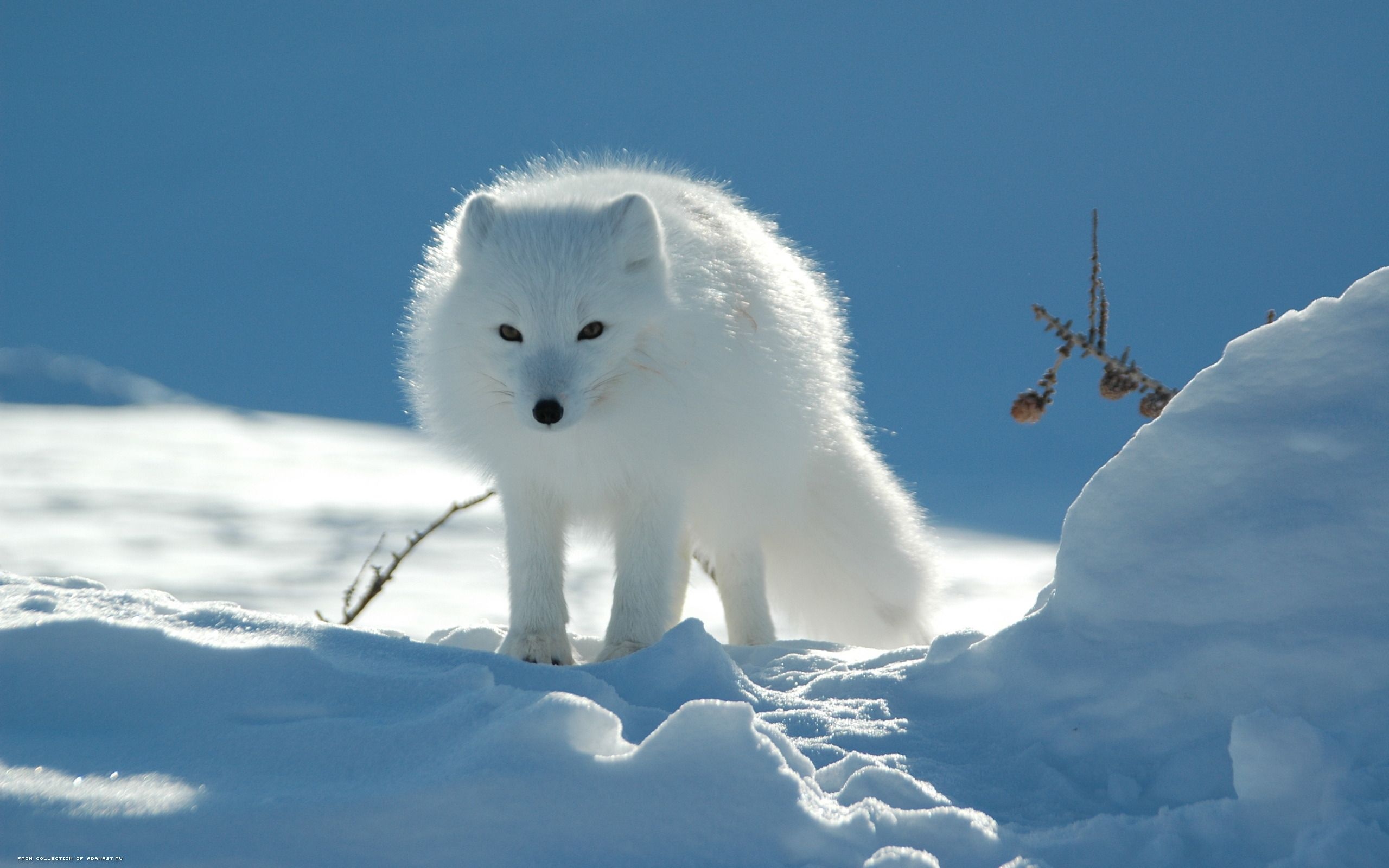 Fluffy white fox, Pristine snowy image, Serene beauty, Nature's charm, 2560x1600 HD Desktop
