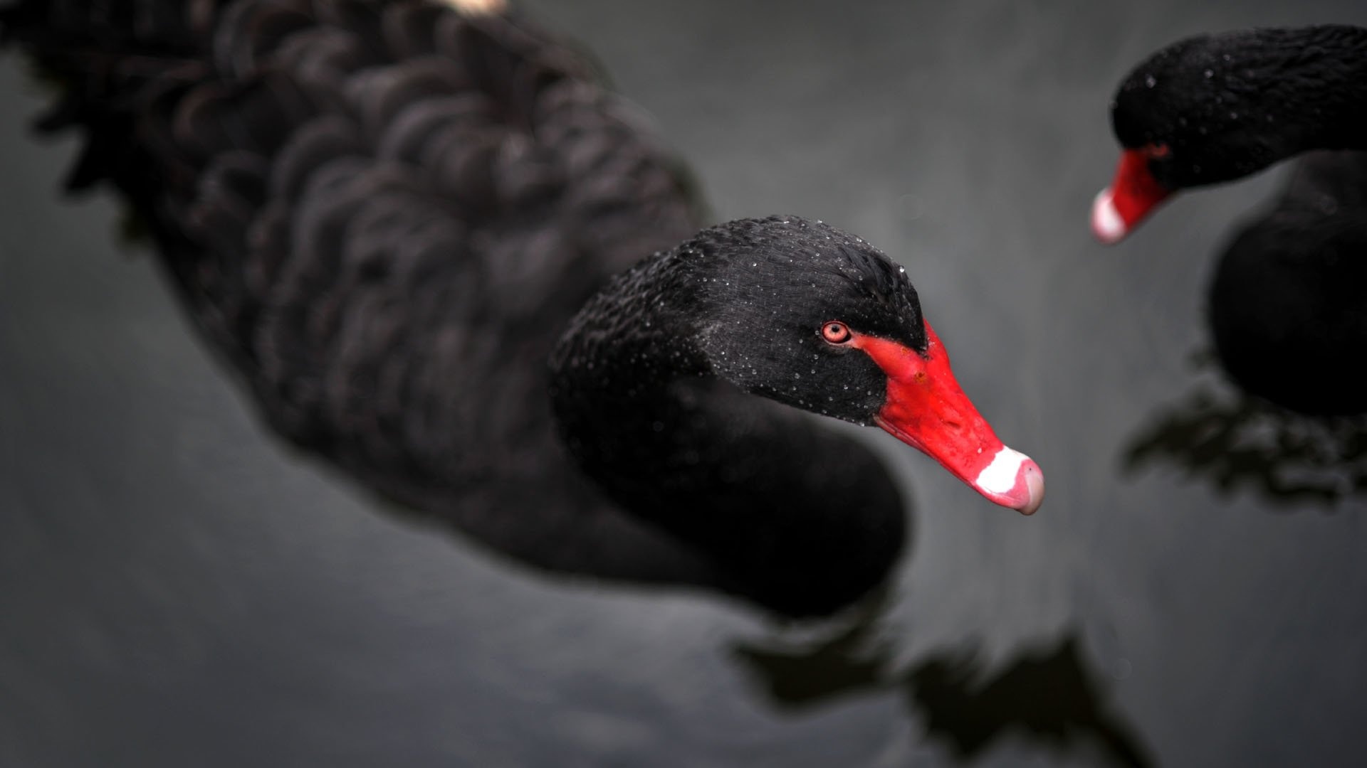 Black Swan (Bird): A large bird with mostly black plumage and a red bill. 1920x1080 Full HD Background.