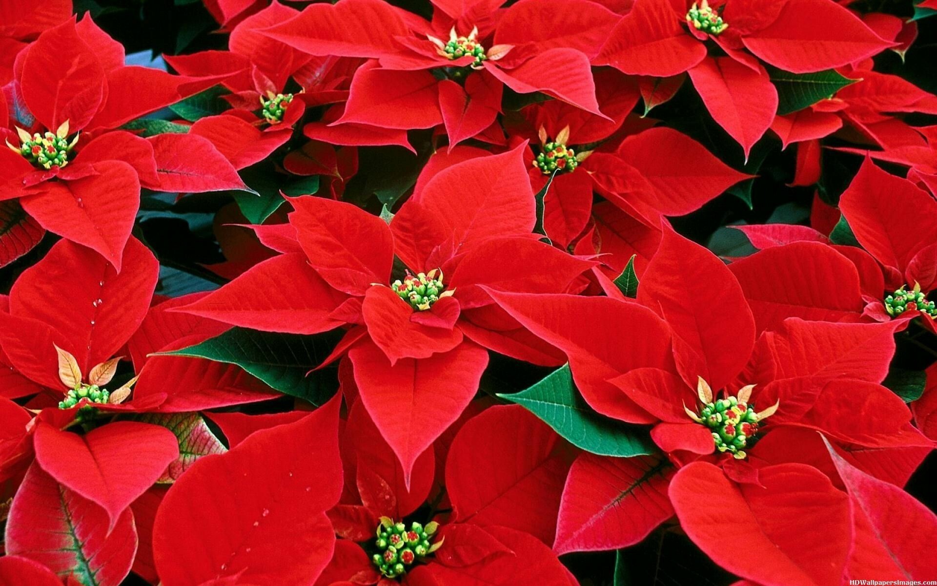 Poinsettia: Flowers from mid-November through to January and is the ultimate Christmas decoration for the home. 1920x1200 HD Wallpaper.