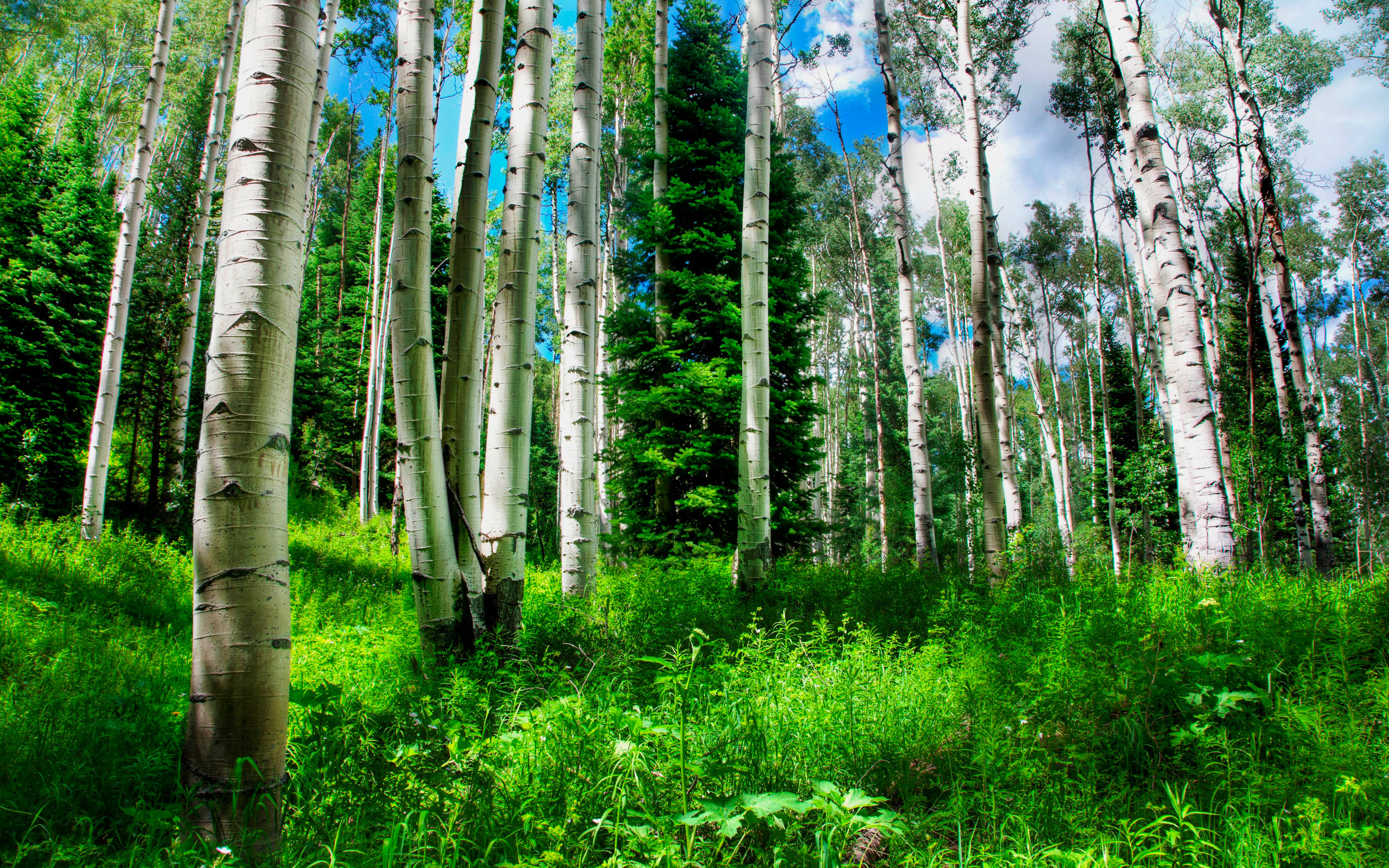 Minnesota forest, Forest backgrounds, Nature wallpapers, 2560x1600 HD Desktop