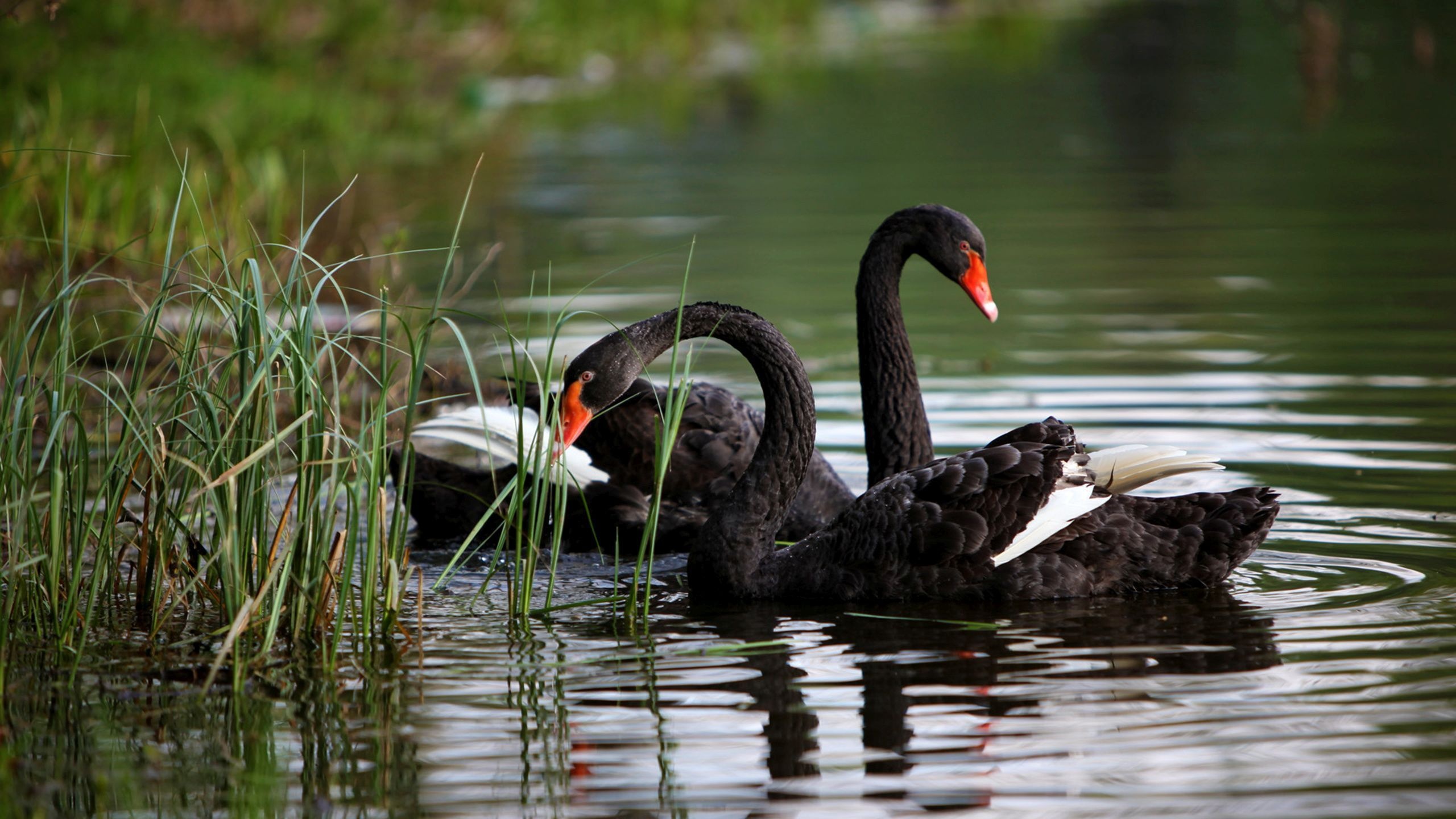 Black Swan (Bird): Black-feathered birds with white flight feathers. 2560x1440 HD Wallpaper.