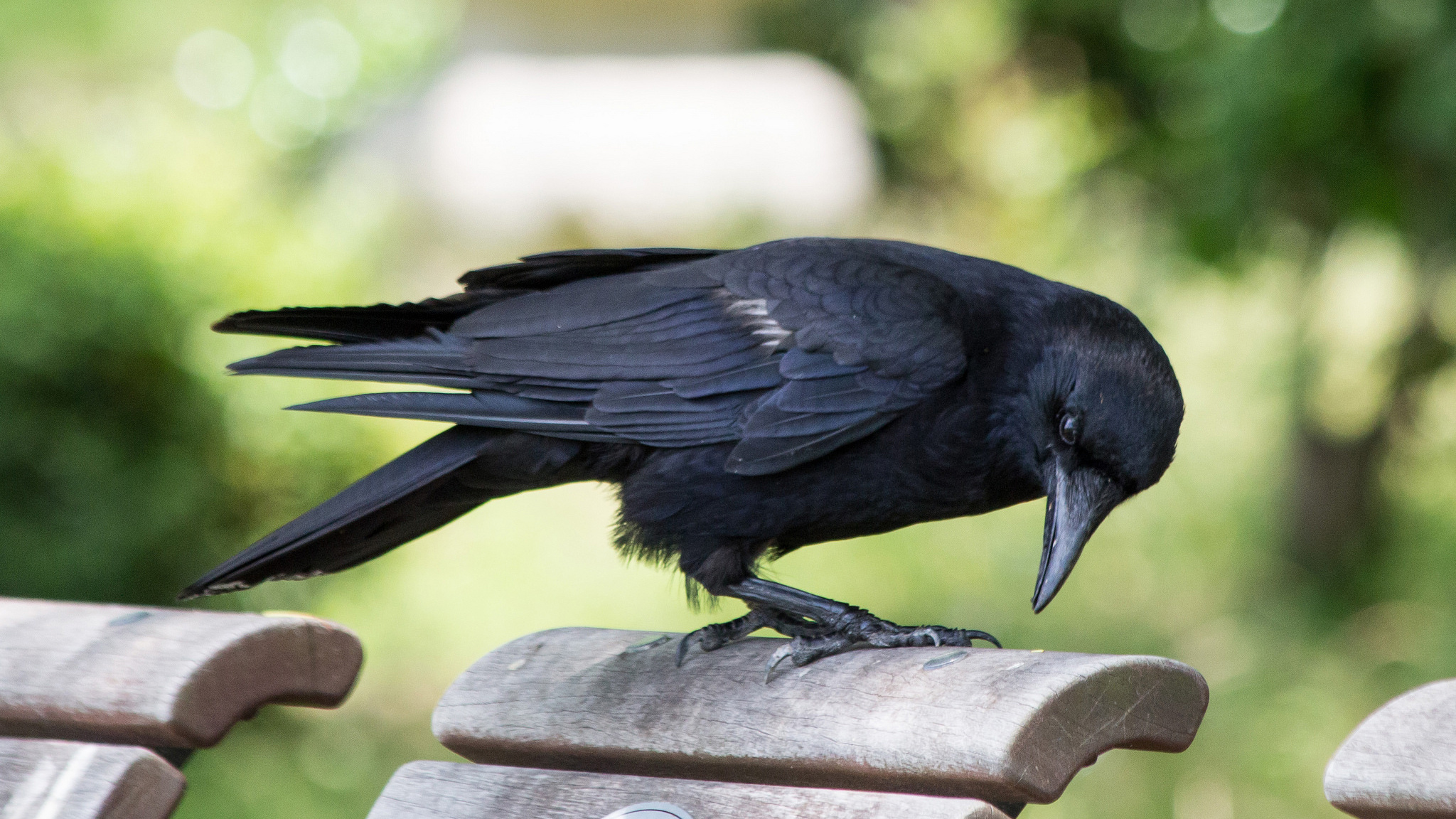 Surprising crow facts, Bird family life, Avian behavior, Nature's wonder, 2050x1160 HD Desktop