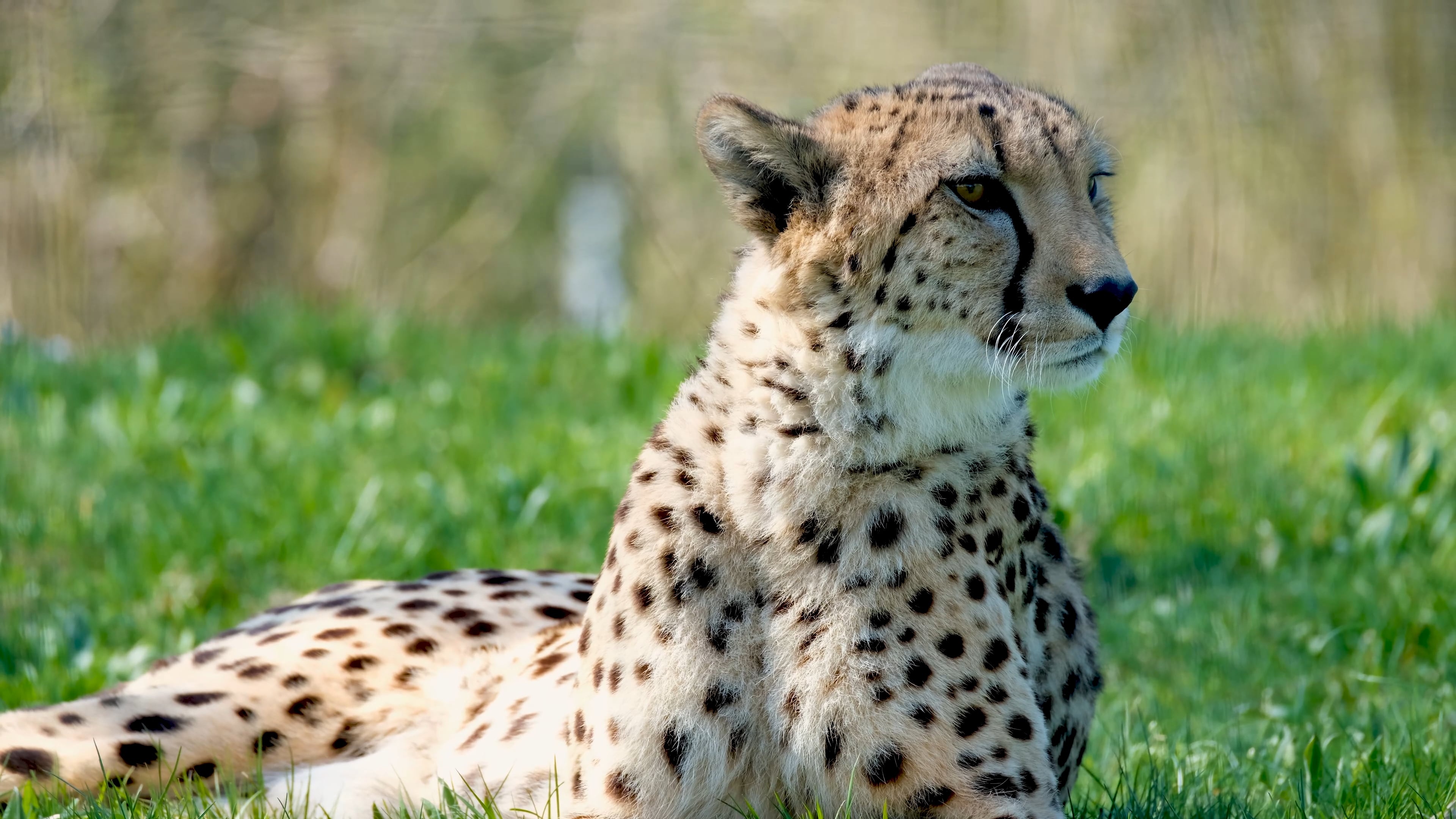Relaxed cheetah, Lush green grass, Peaceful scenery, Wildlife observation, 3840x2160 4K Desktop
