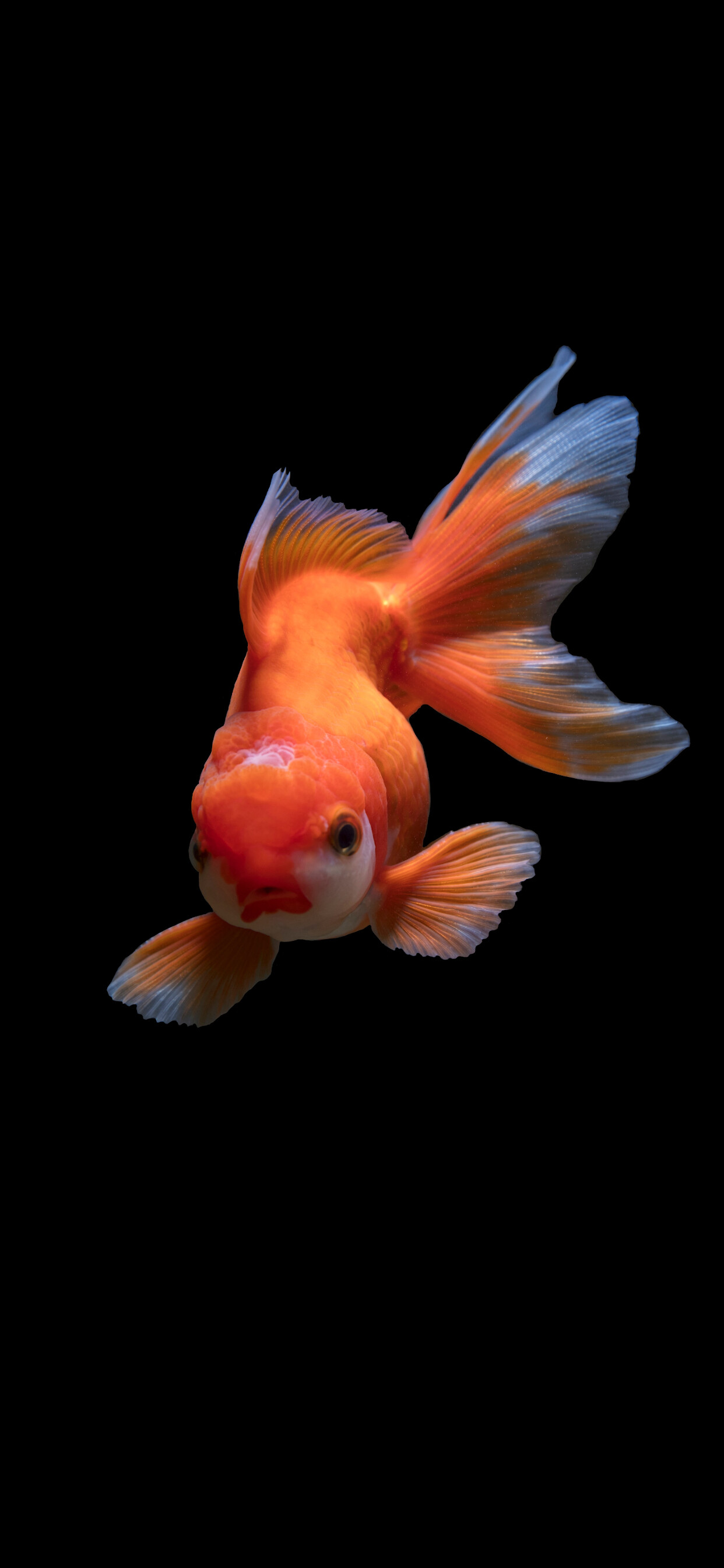 Fish: Oranda, Known for the fleshy outgrowth on the upper half of its head. 1250x2690 HD Background.