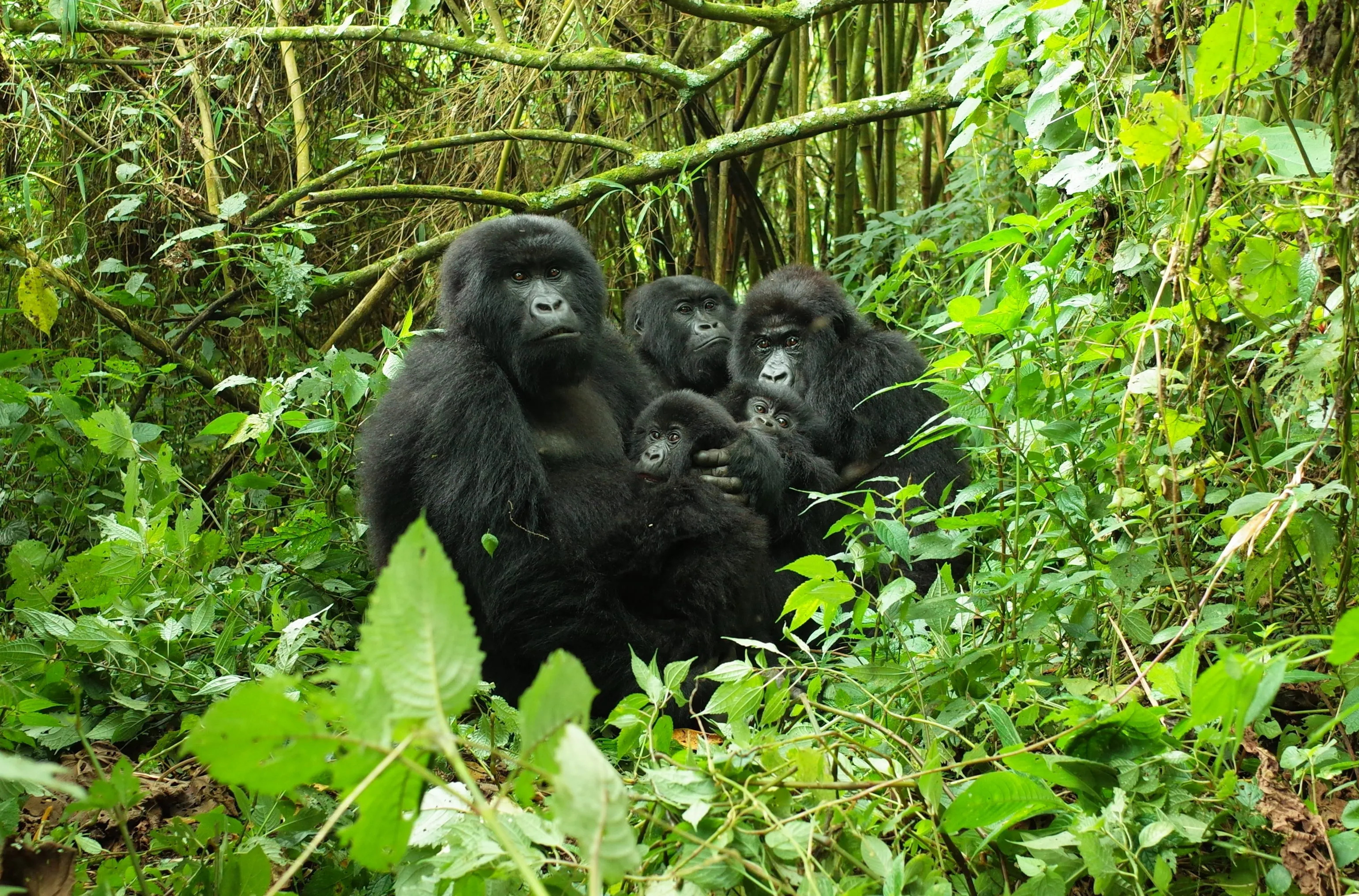 Virunga National Park, Gorillas in Congo, Adventure, Journey, 3080x2040 HD Desktop