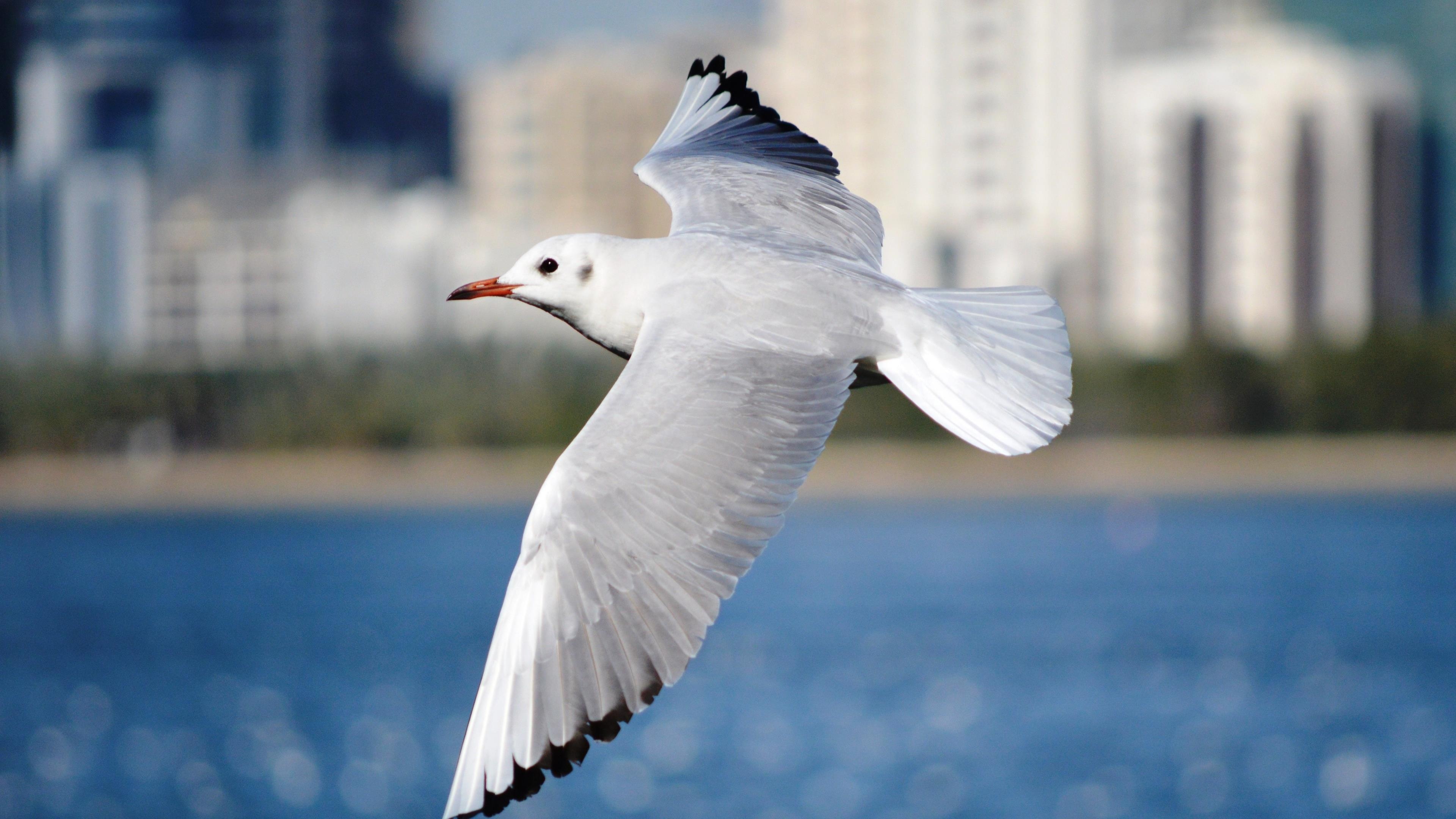 Seagull, Bird, Flying, 4K, 3840x2160 4K Desktop