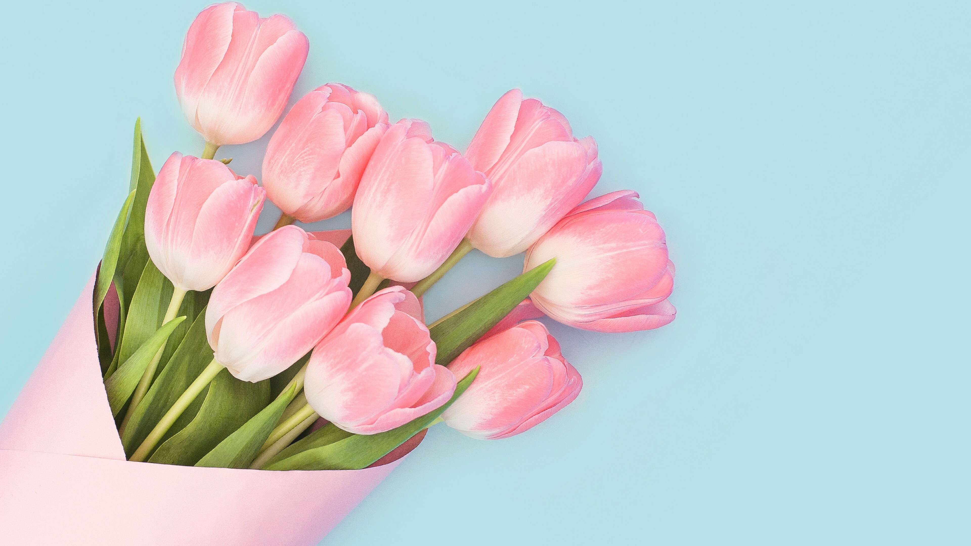 Tulip: A member of the lily family, Liliaceae, along with 14 other genera, Flower. 3840x2160 4K Background.