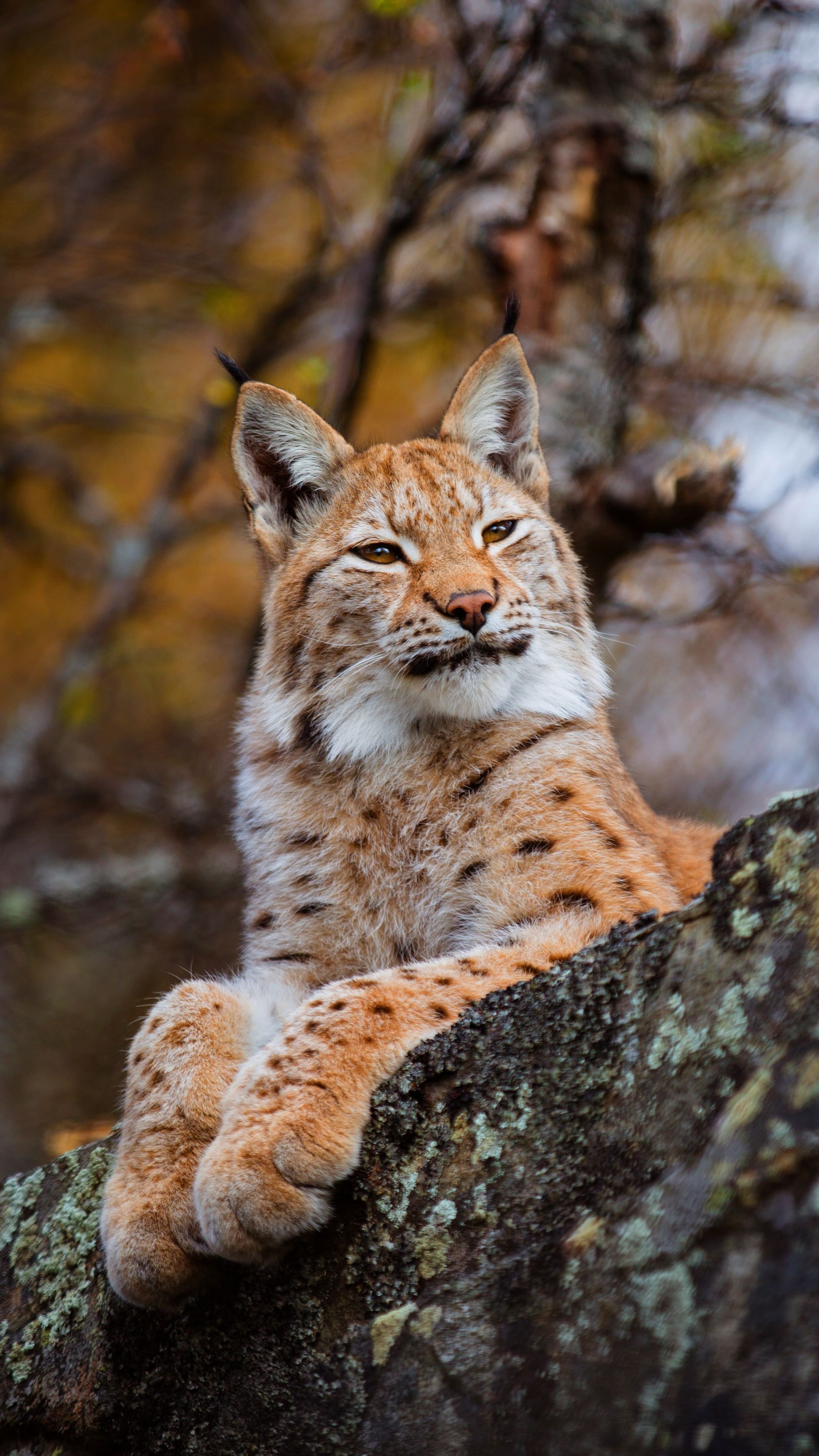 Lynx wallpapers, Elusive beauty, Snowy habitat, Graceful movements, 2160x3840 4K Handy
