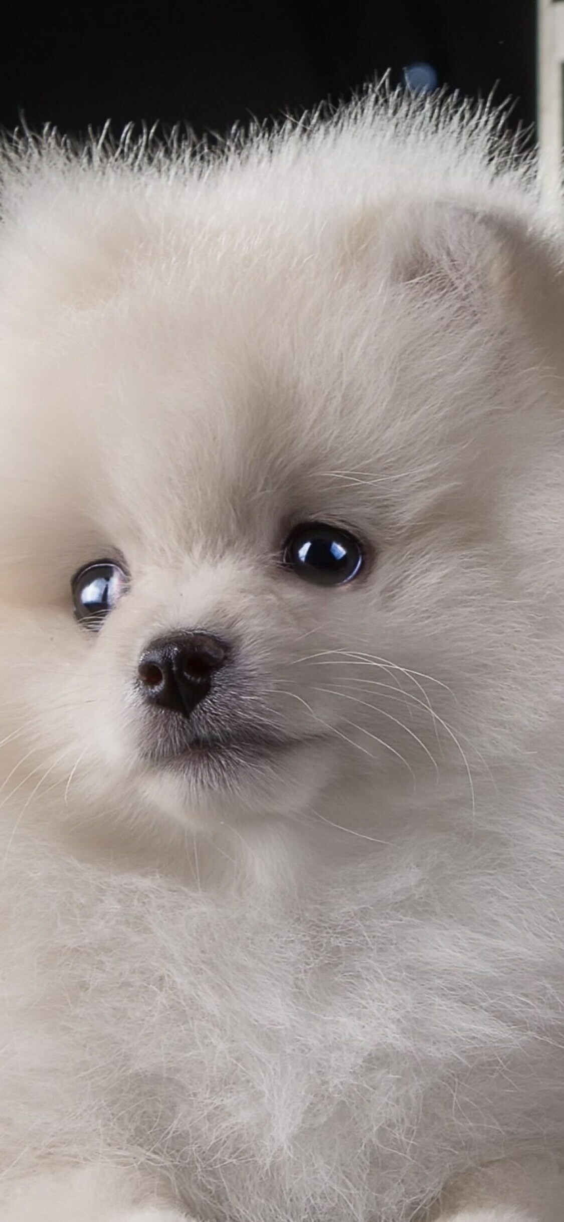 Pomeranian: Puppy, The breed is considered to be descended from the German Spitz. 1130x2440 HD Wallpaper.