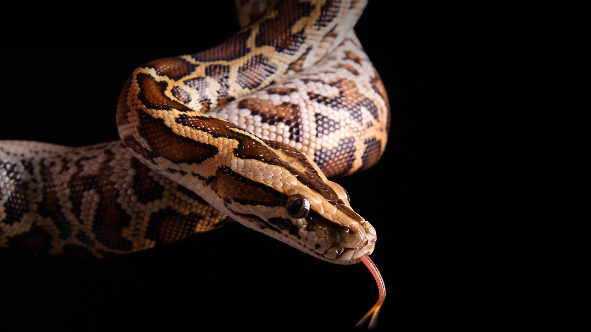 Burmeses python, Black background, Reticulated python, Snake beauty, 1920x1080 Full HD Desktop