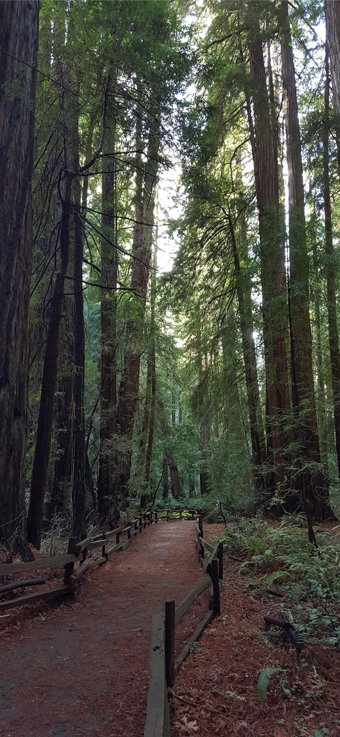 Redwood National Park, iPhone wallpapers, Free download, Stunning nature, 1170x2540 HD Phone