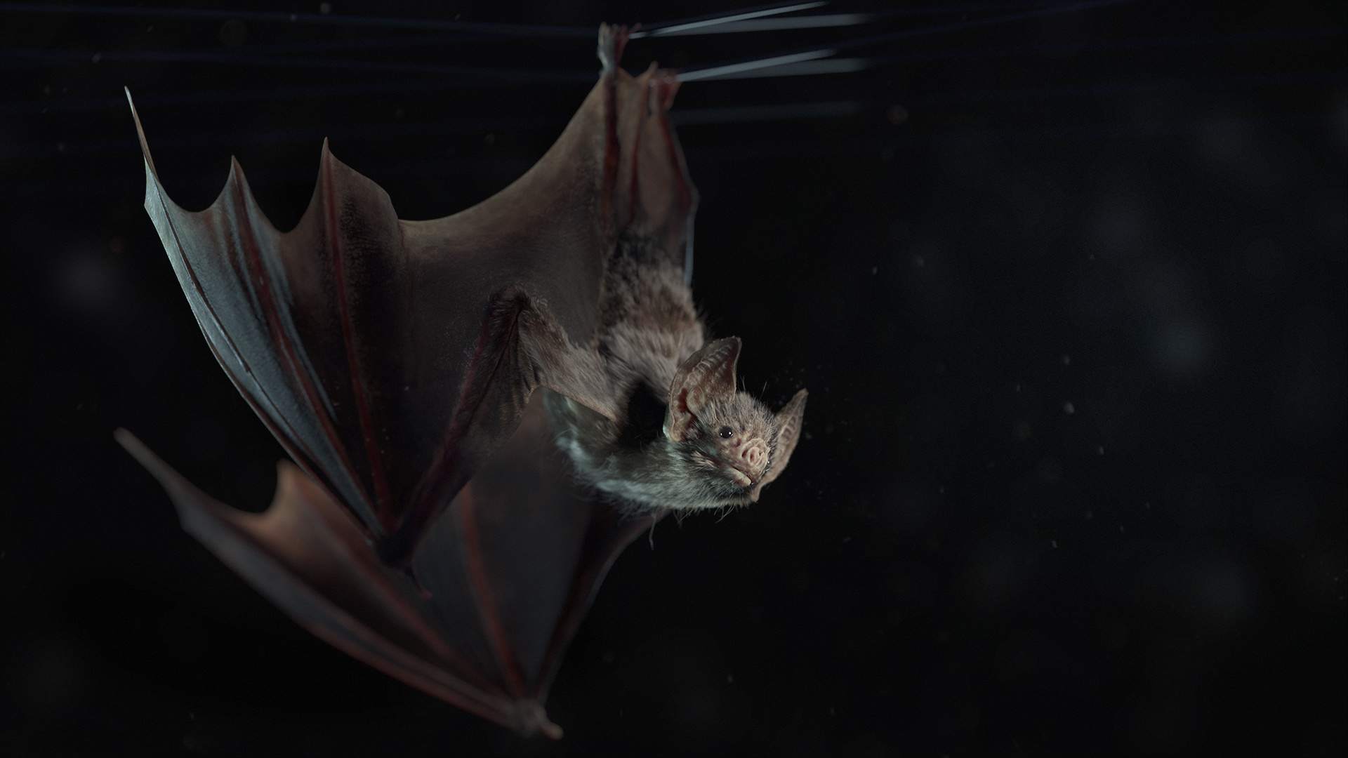 Vampire bat, Detailed artwork, Intriguing creature, Dark and captivating, 1920x1080 Full HD Desktop