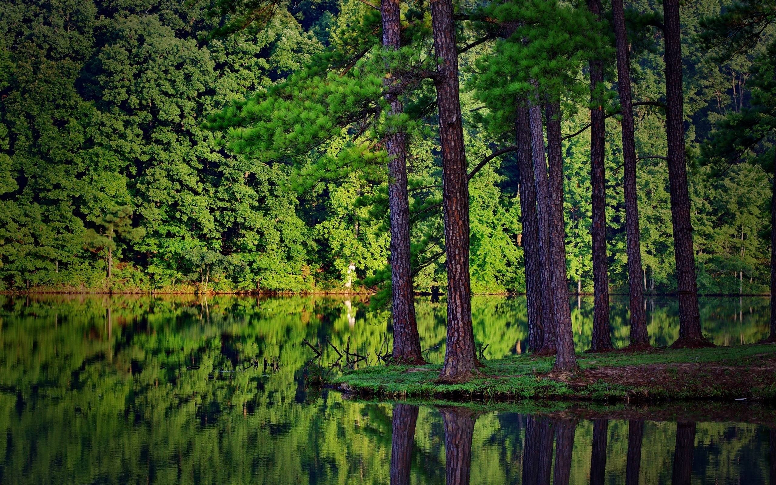 Pine Tree, Backgrounds, 2560x1600 HD Desktop