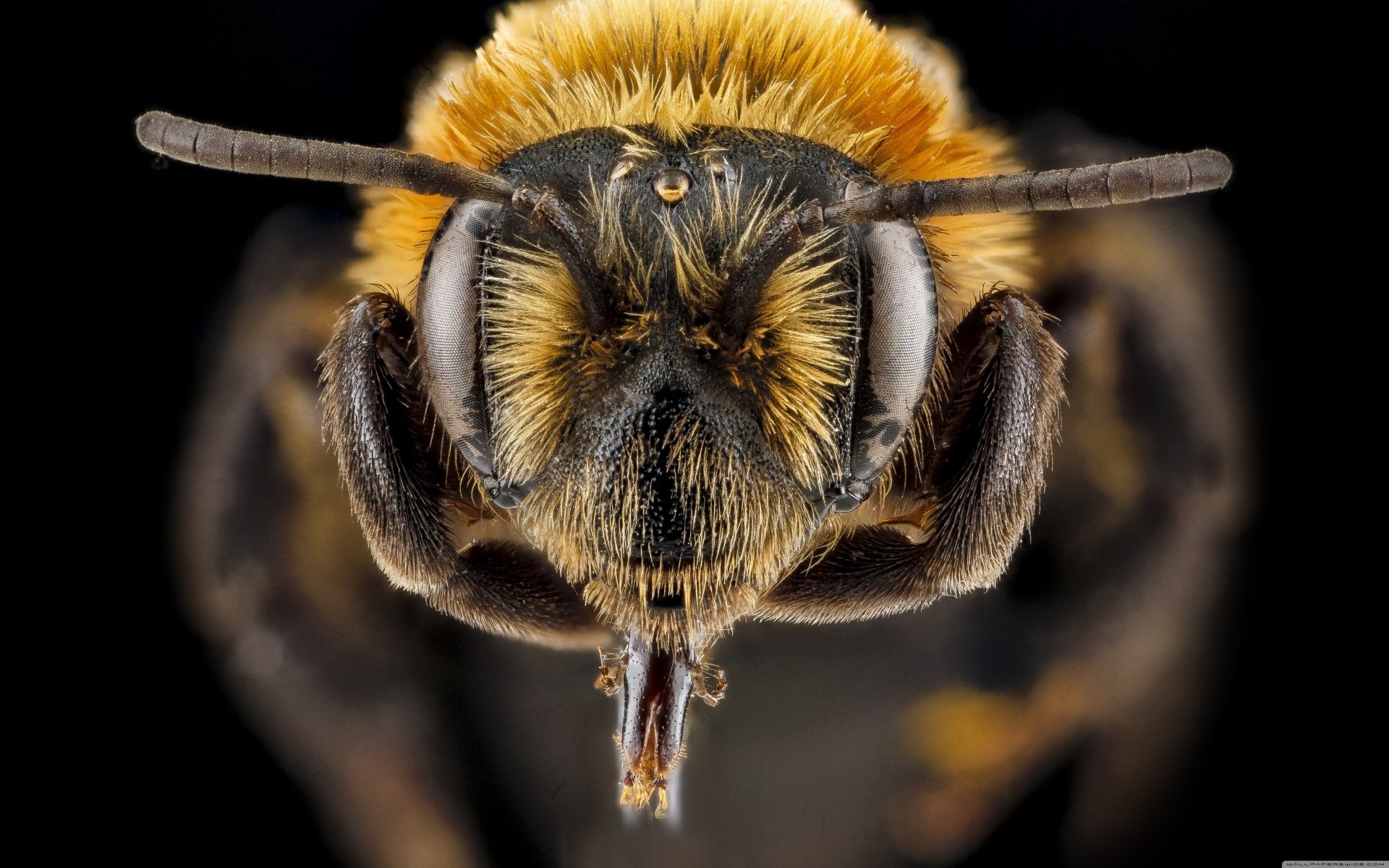 Bee: Andrena, Known as mining bees due to their ground-nesting lifestyle. 1920x1200 HD Wallpaper.