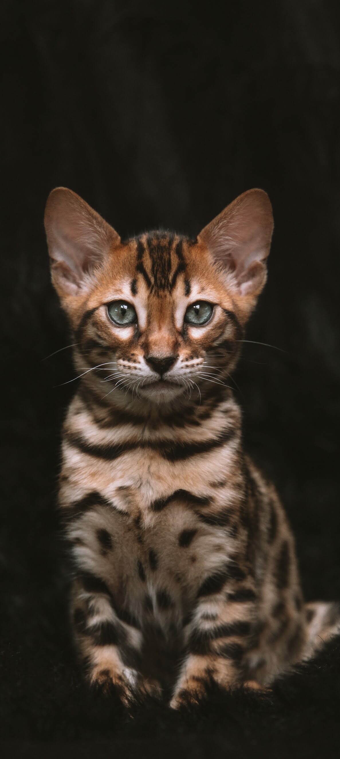 Bengal Cat: Bengal cats are an intelligent and active breed prized for their boldly patterned coats. 1190x2650 HD Wallpaper.