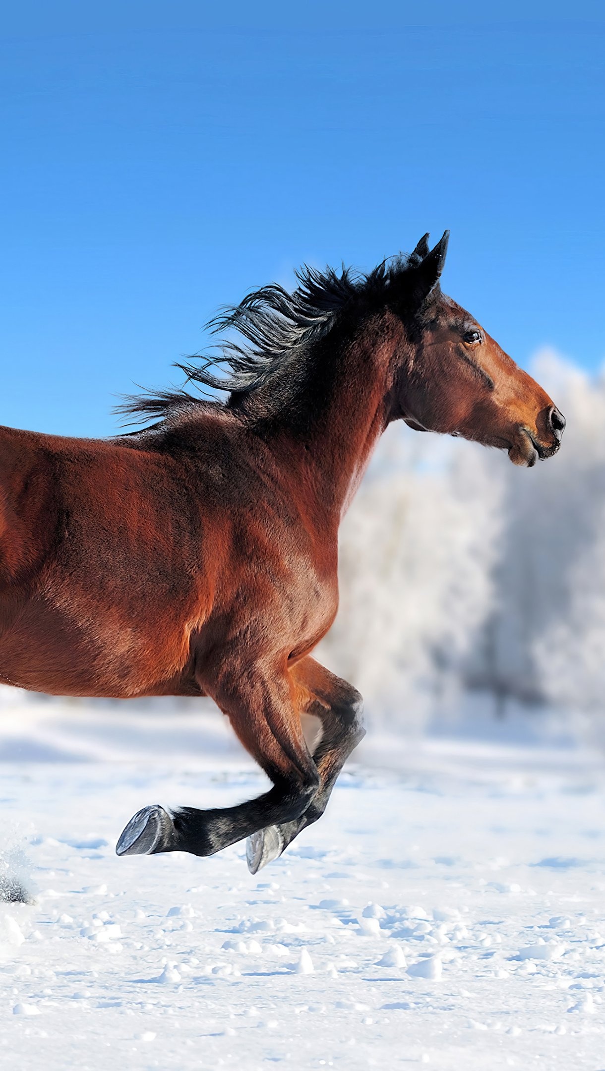Horses in the Snow, Running horse in snow, 4K Ultra HD wallpaper, 1220x2160 HD Phone