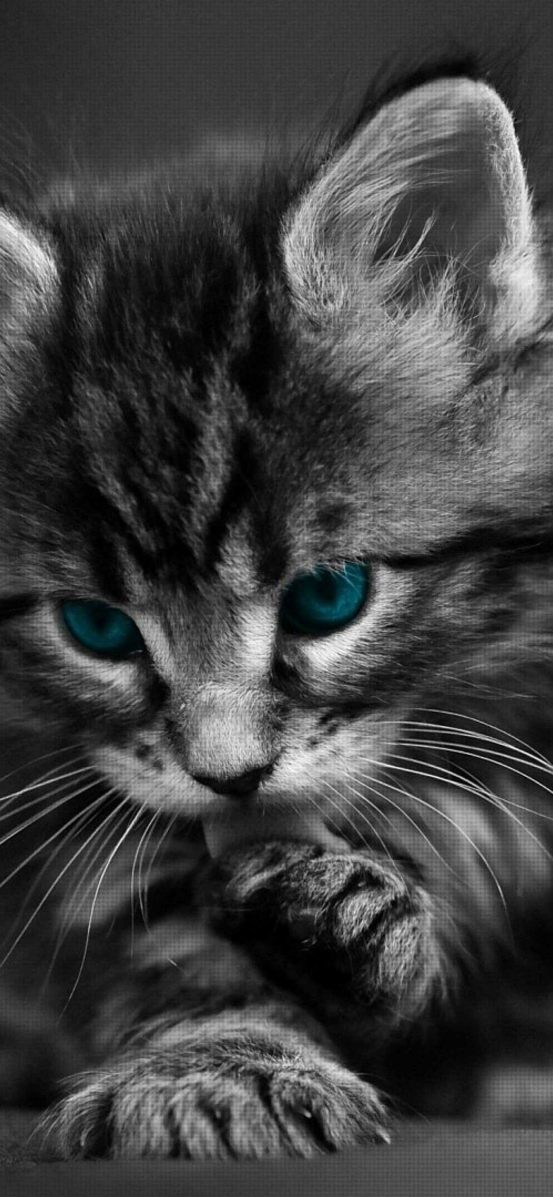 Cat, Picture-perfect beauty, Whiskered wonder, Feline fantasy, 1130x2440 HD Phone