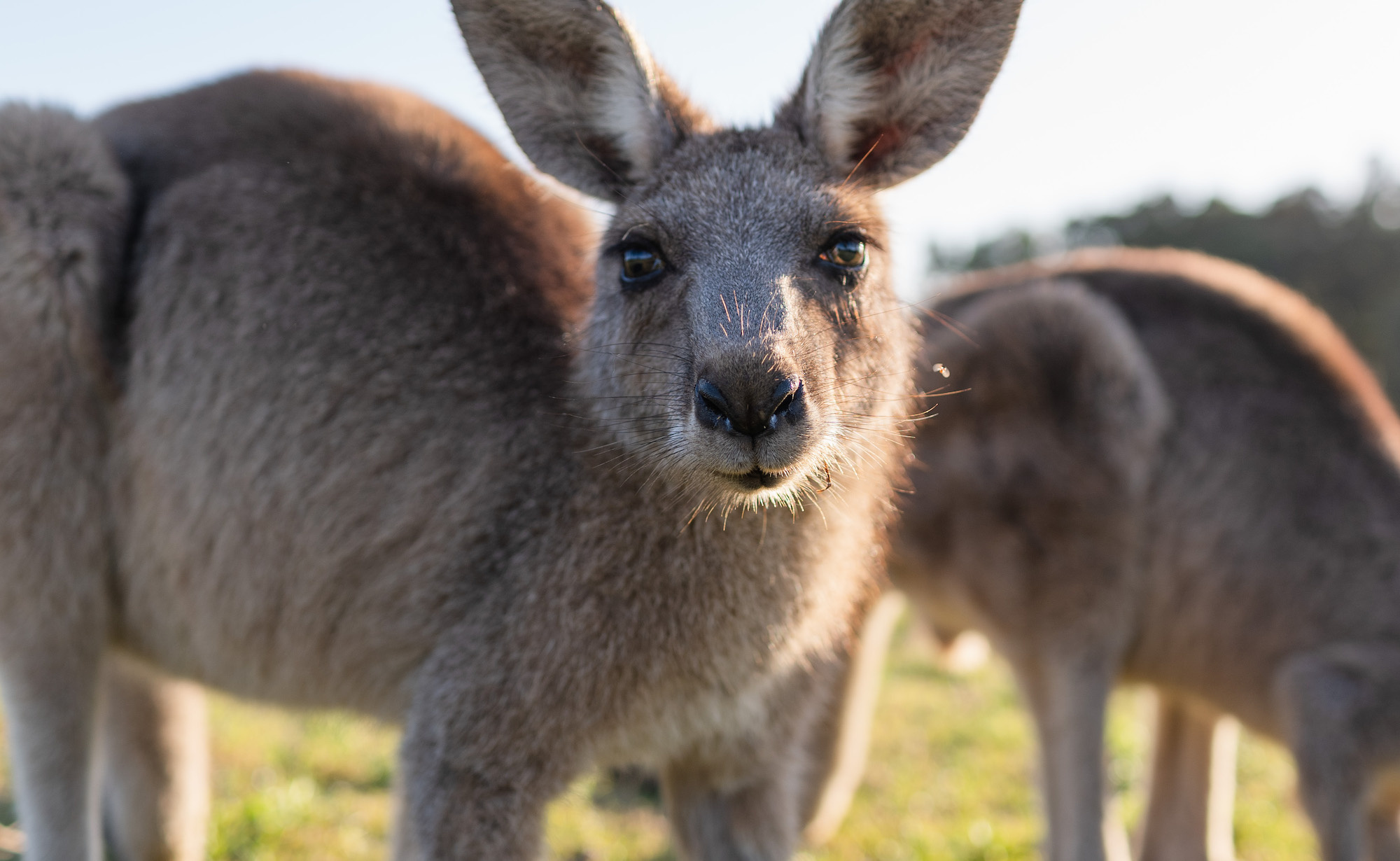 Kangaroo (Animals), Wildlife management, Conservation efforts, Eradication measures, 2000x1230 HD Desktop