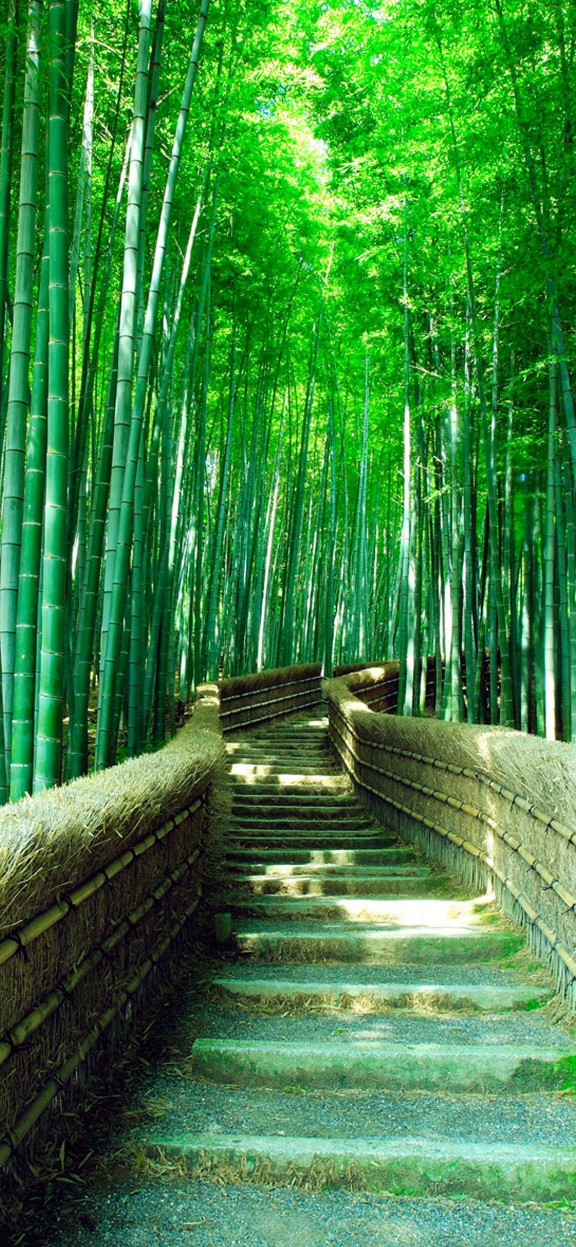 Bamboo wallpaper, Green bamboo wallpapers, HD desktop, Mobile backgrounds, 1130x2440 HD Phone