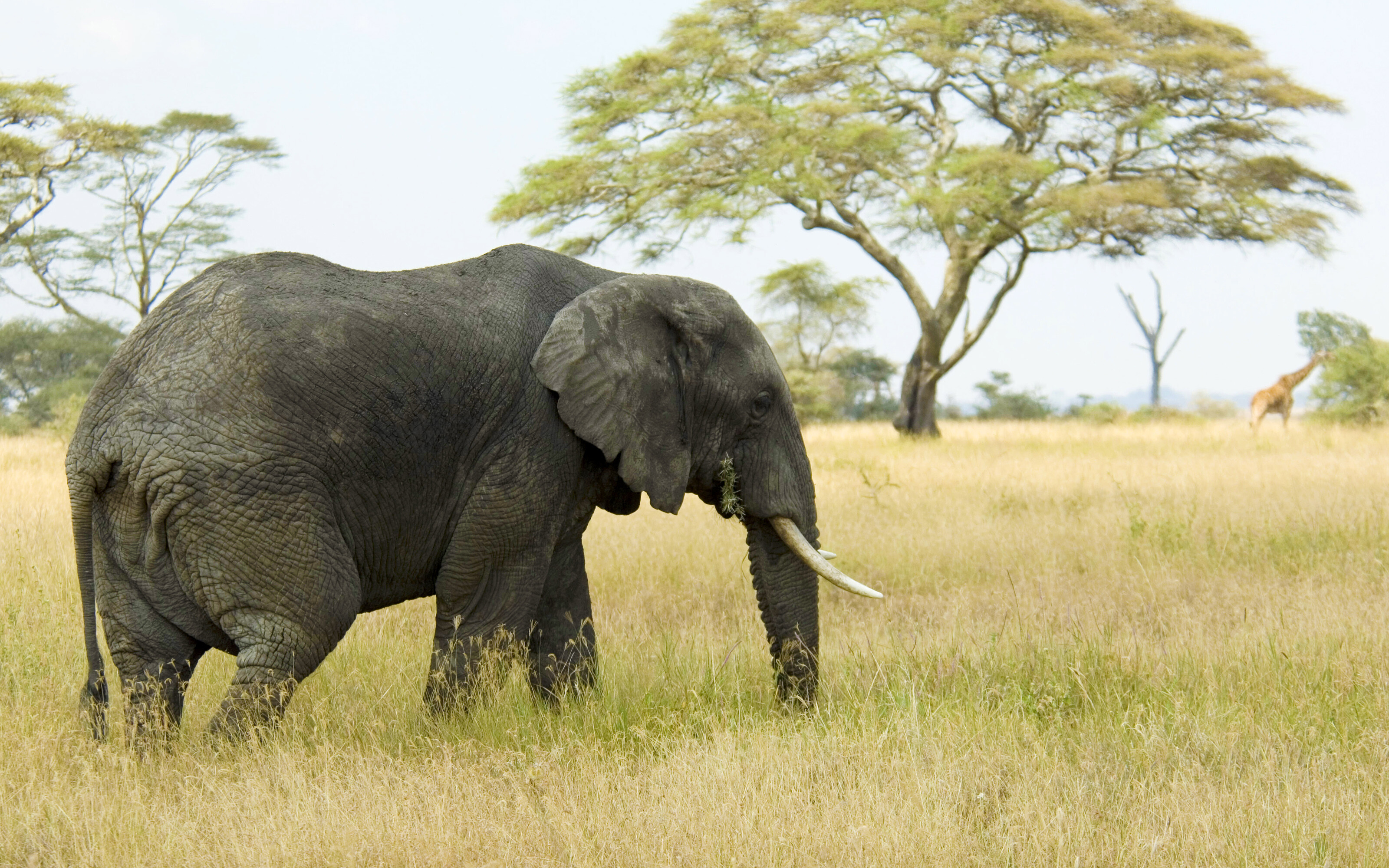 Elephant: Elephants are scattered throughout sub-Saharan Africa, South Asia, and Southeast Asia and are found in different habitats, including savannahs, forests, deserts, and marshes. 3200x2000 HD Background.