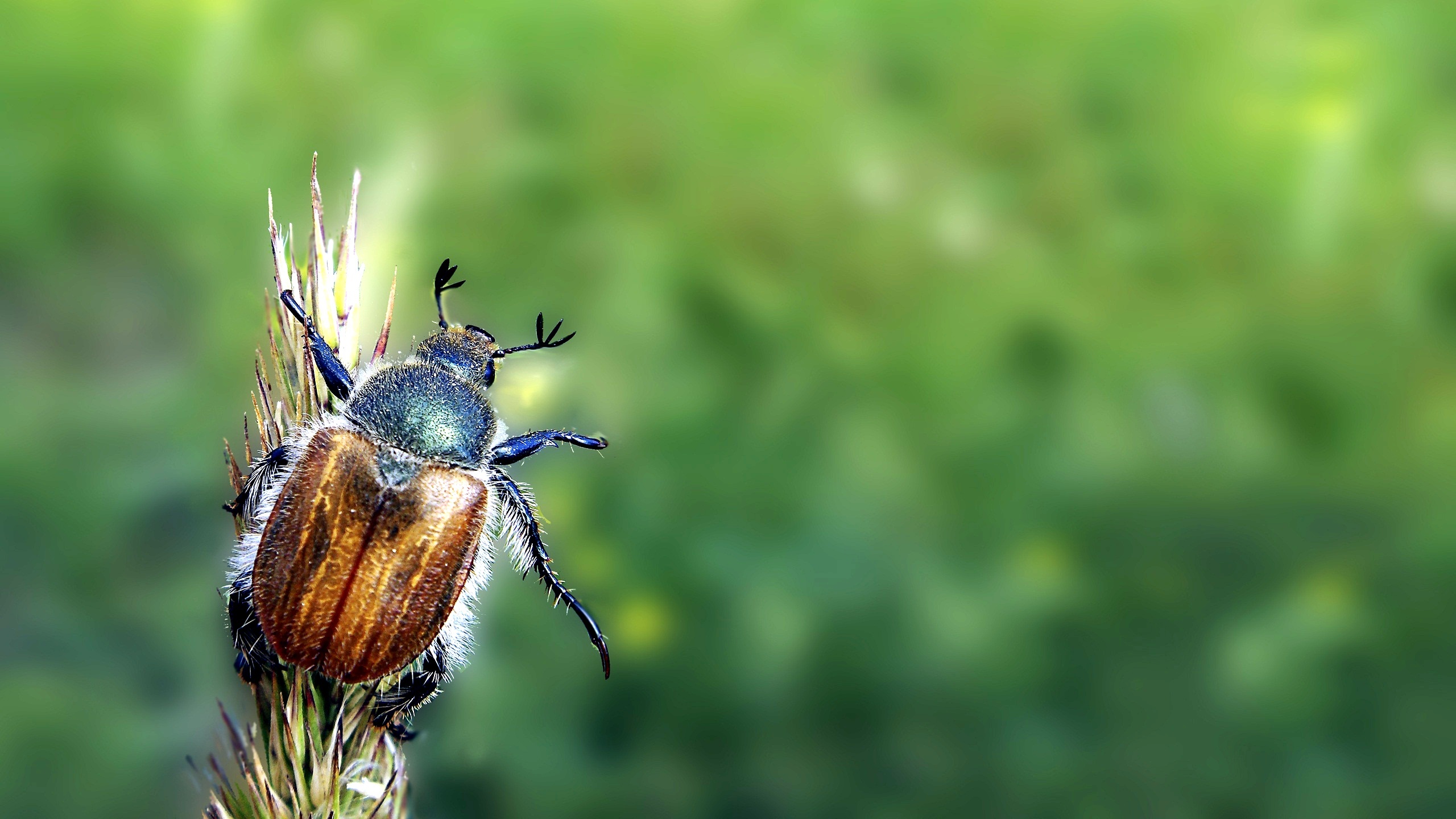 Beetle, Beetle insect wallpapers, Popular, Backgrounds, 2560x1440 HD Desktop