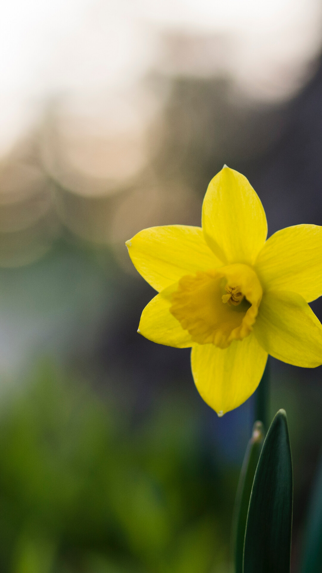 Daffodil: They mainly originate in southern Europe and North Africa, although there is a native British species, Narcissus pseudonarcissus, Flowering plant. 1080x1920 Full HD Wallpaper.