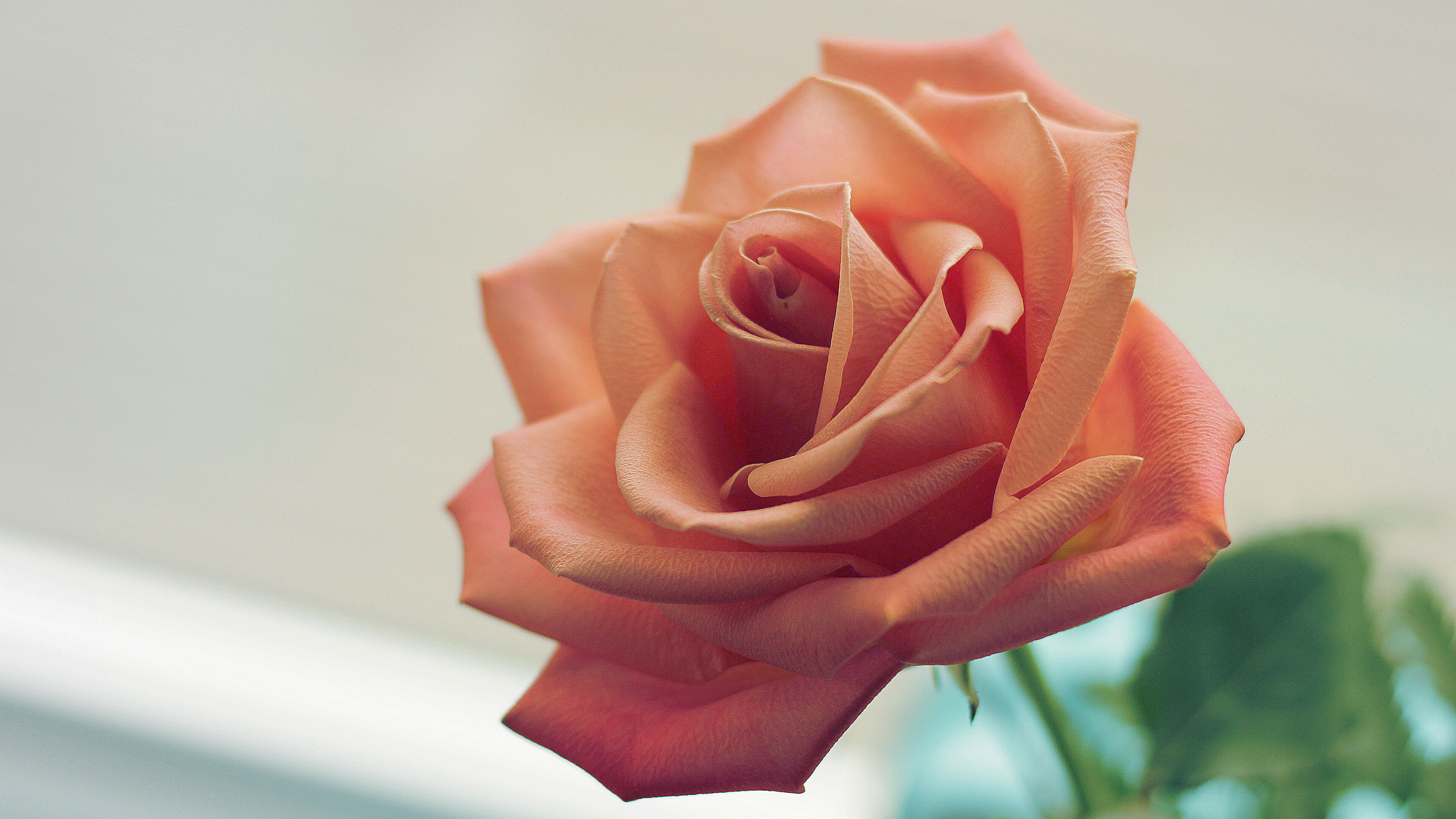 Rose: The family Rosaceae, Flowering plant. 3840x2160 4K Wallpaper.