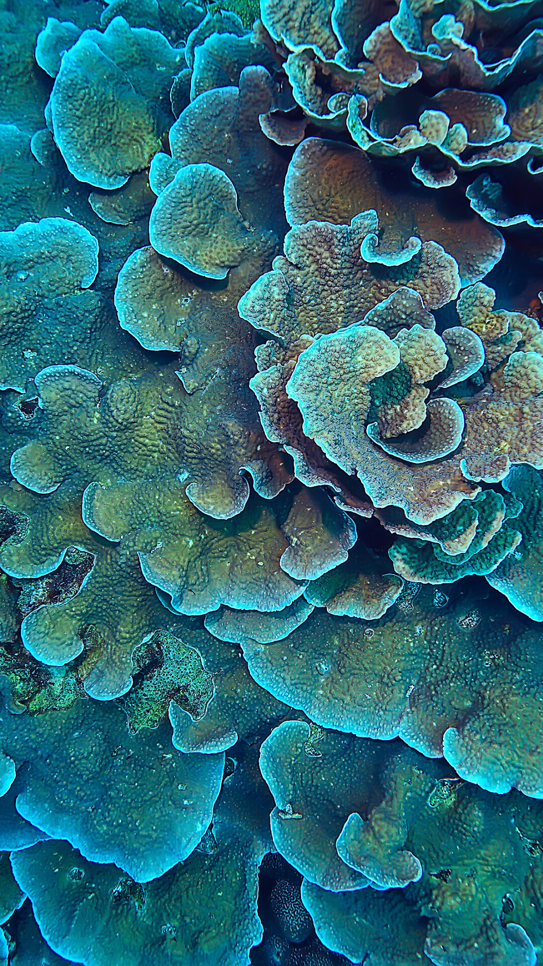 Coral Reef: Corals, Underwater life, Marine biology. 1080x1920 Full HD Wallpaper.