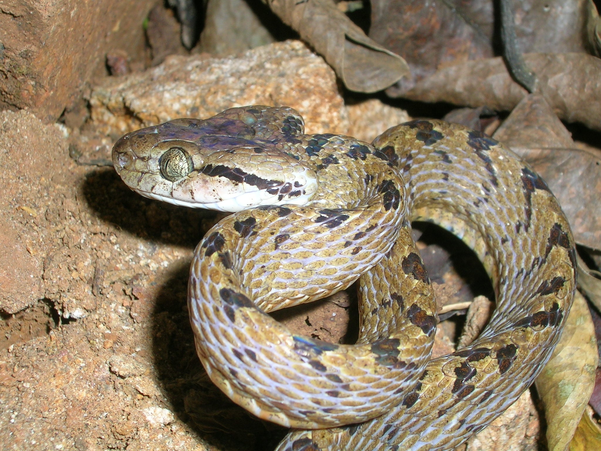 Reptile Wikimedia Commons, Snake images, Serpent photographs, Wildlife media, 2050x1540 HD Desktop