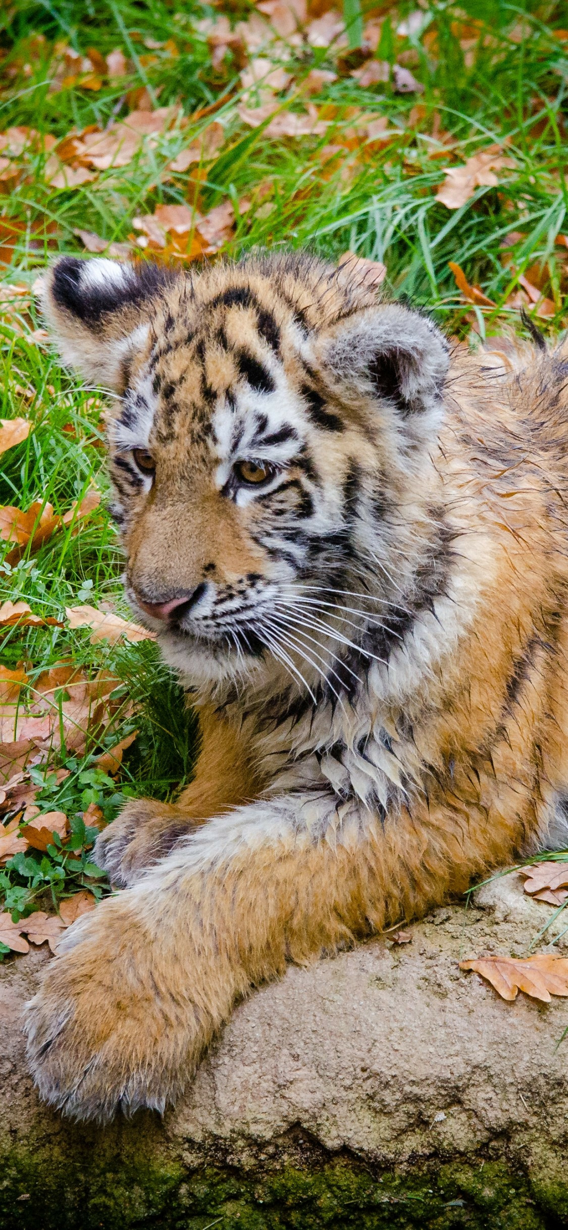 Tiger Cub: Species prey on other predators, including dogs, leopards, pythons, bears, and crocodiles. 1130x2440 HD Wallpaper.