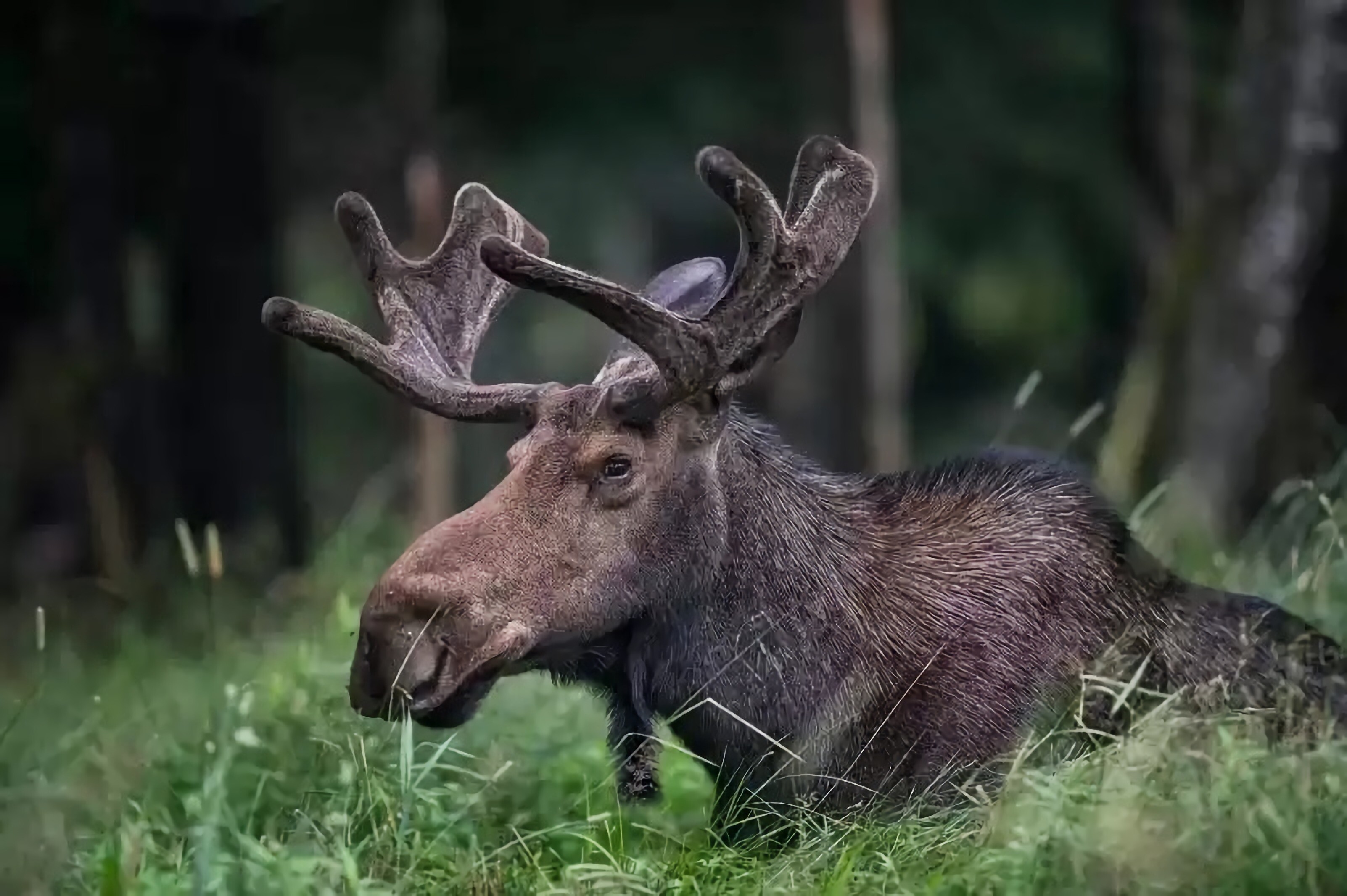 Elk (Animals), Regal presence, Magnificent creatures, Natural wonder, 3210x2140 HD Desktop