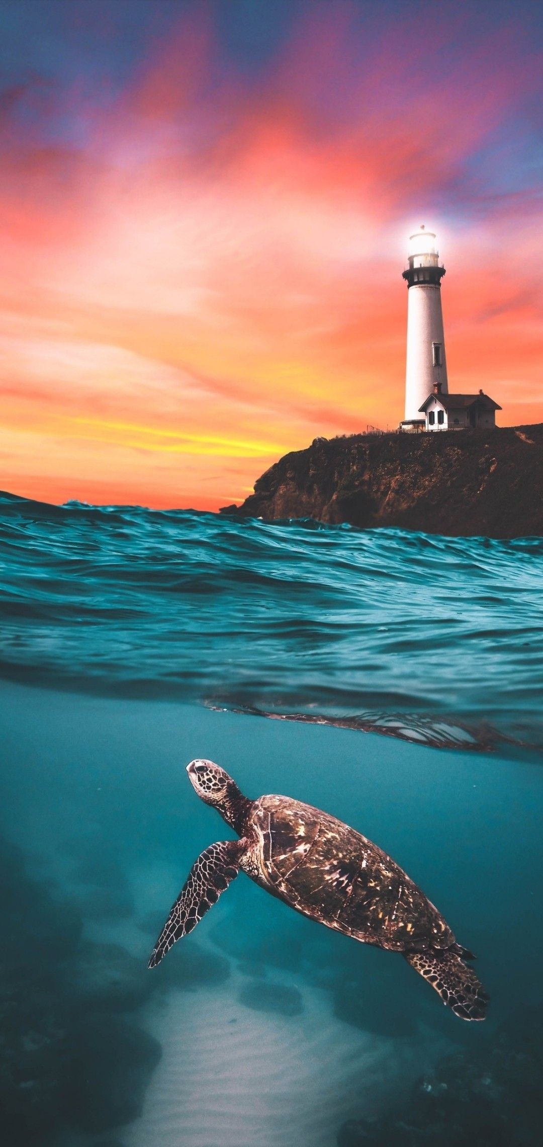 Turtle enthusiasts, Adorable turtle wallpapers, Love for turtles, Peaceful sea creatures, 1080x2280 HD Phone