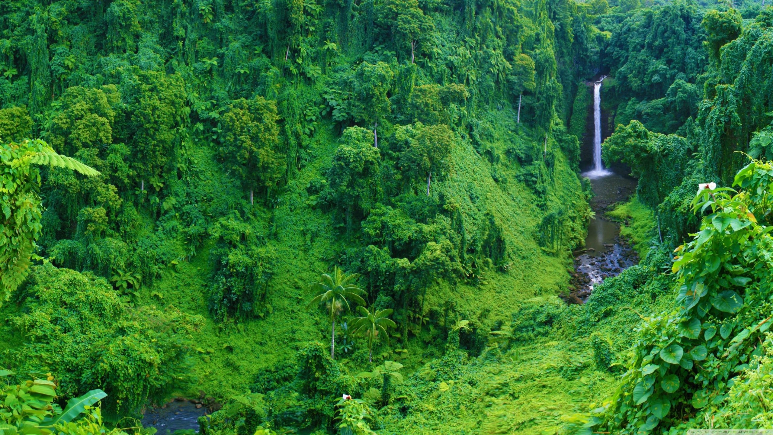 Amazon Rain Forest, Rainforest beauty, Natural wonders, Lush greenery, 2560x1440 HD Desktop
