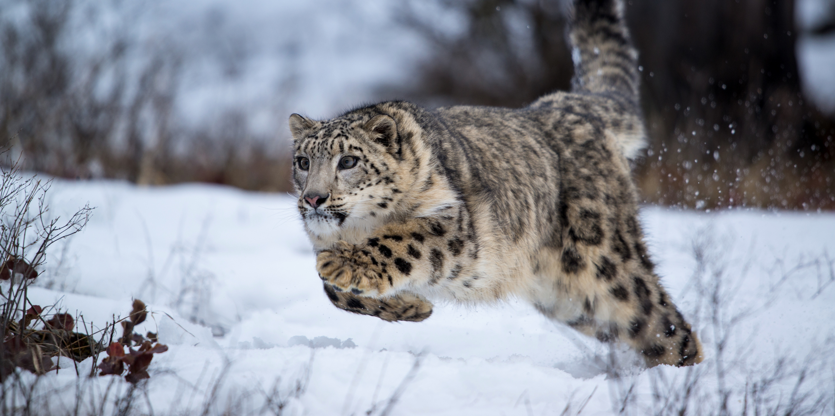 Snow Leopard, Elusive predator, Mountain dweller, Captivating camouflage, 2880x1440 Dual Screen Desktop