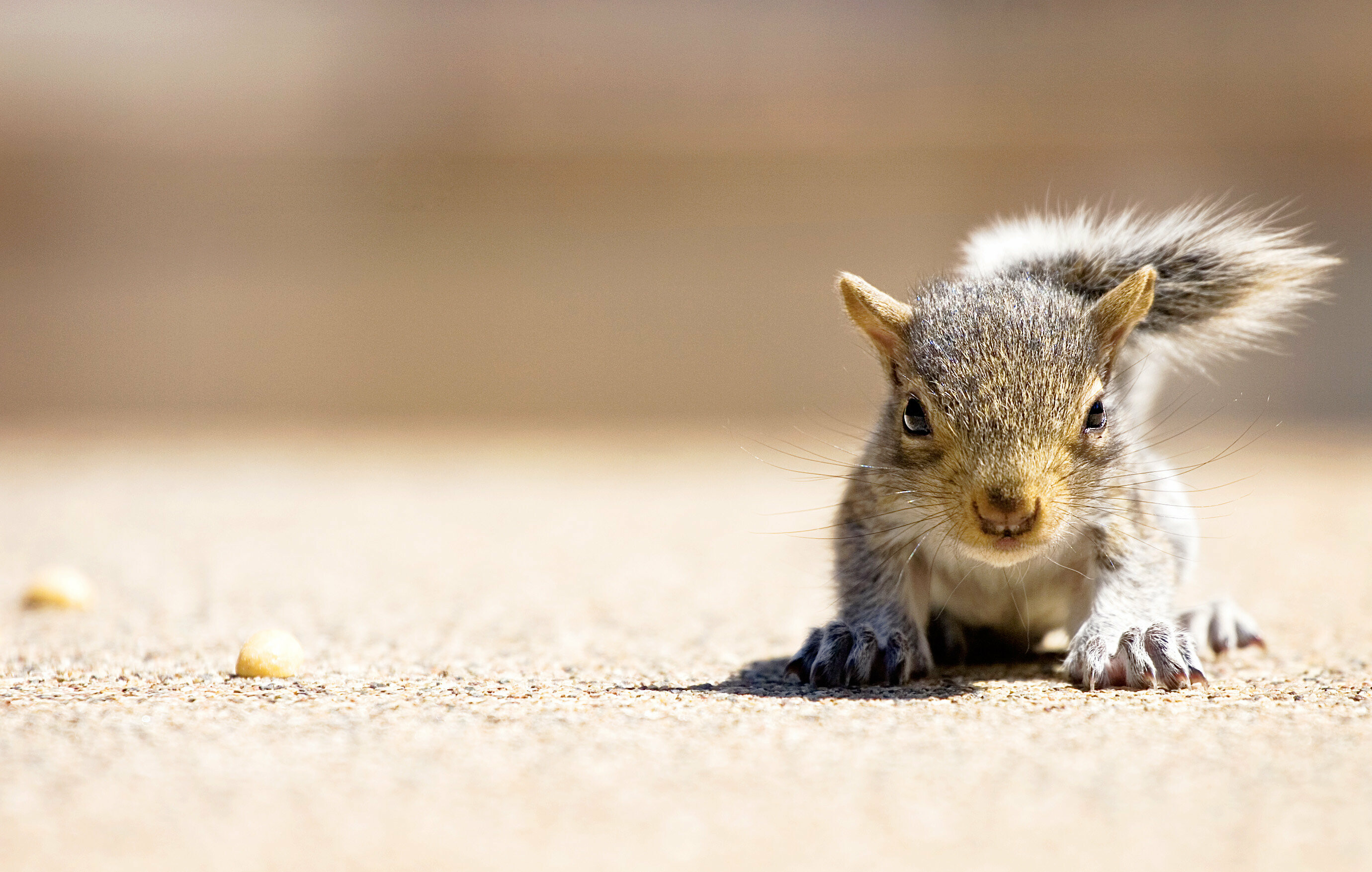 Squirrel: Medium-sized rodent, Chickaree. 2760x1760 HD Background.