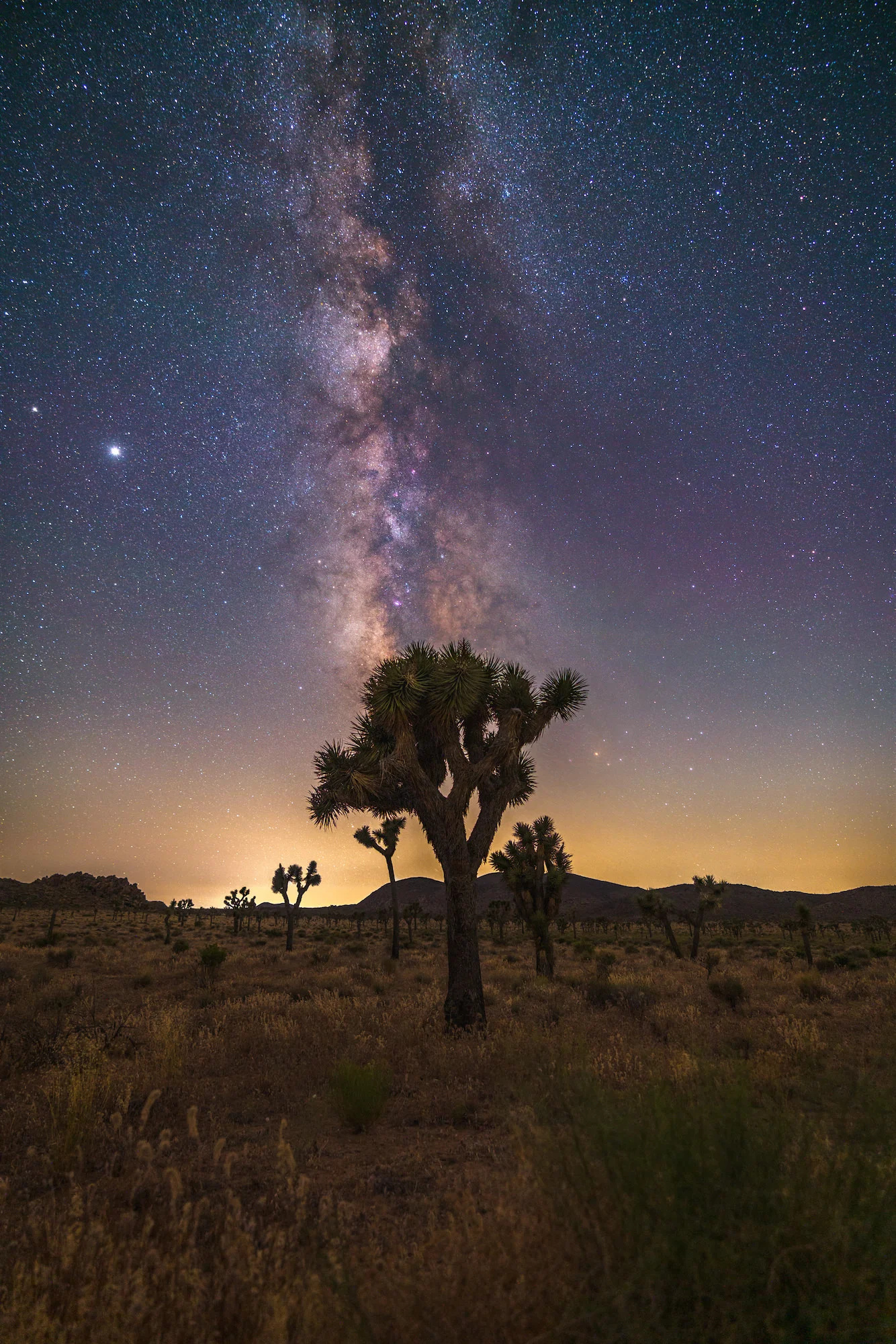 Joshua Tree, Milky Way, Night sky, Sony Alpha, 1340x2000 HD Phone