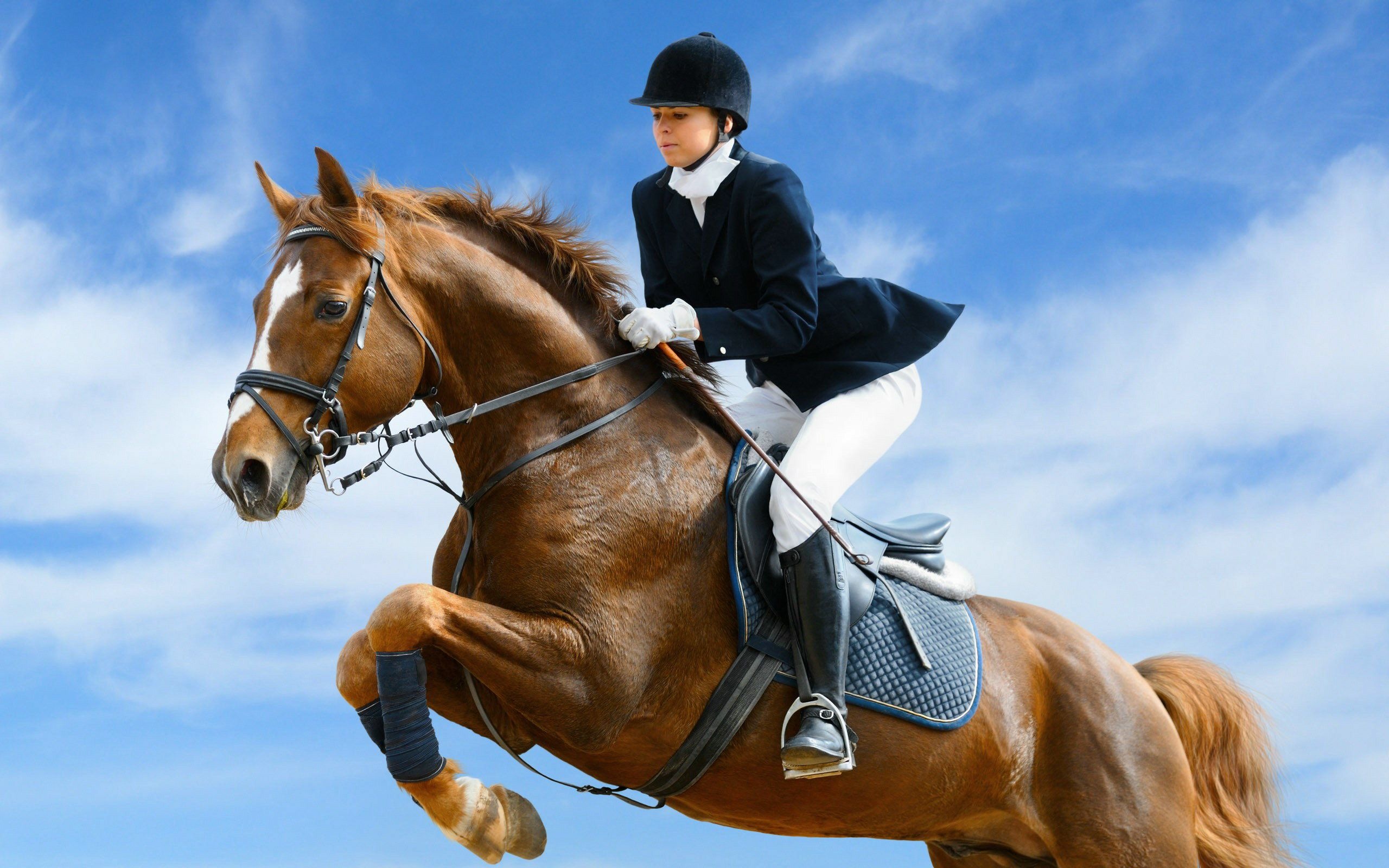 Equitation: Show jumping training process, A combined work of a jockey and his horse. 2560x1600 HD Background.