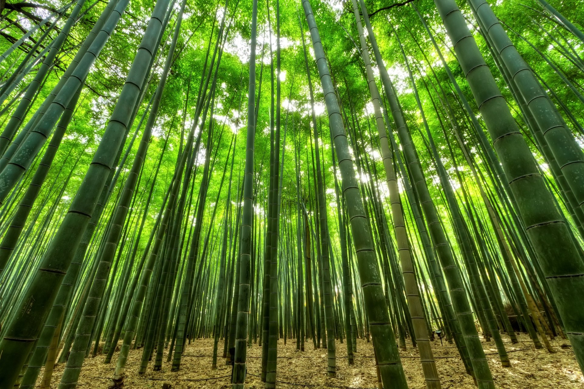 Bamboo: A tall treelike tropical grass with ringed joints and edible young shoots, Green forest. 1920x1280 HD Background.