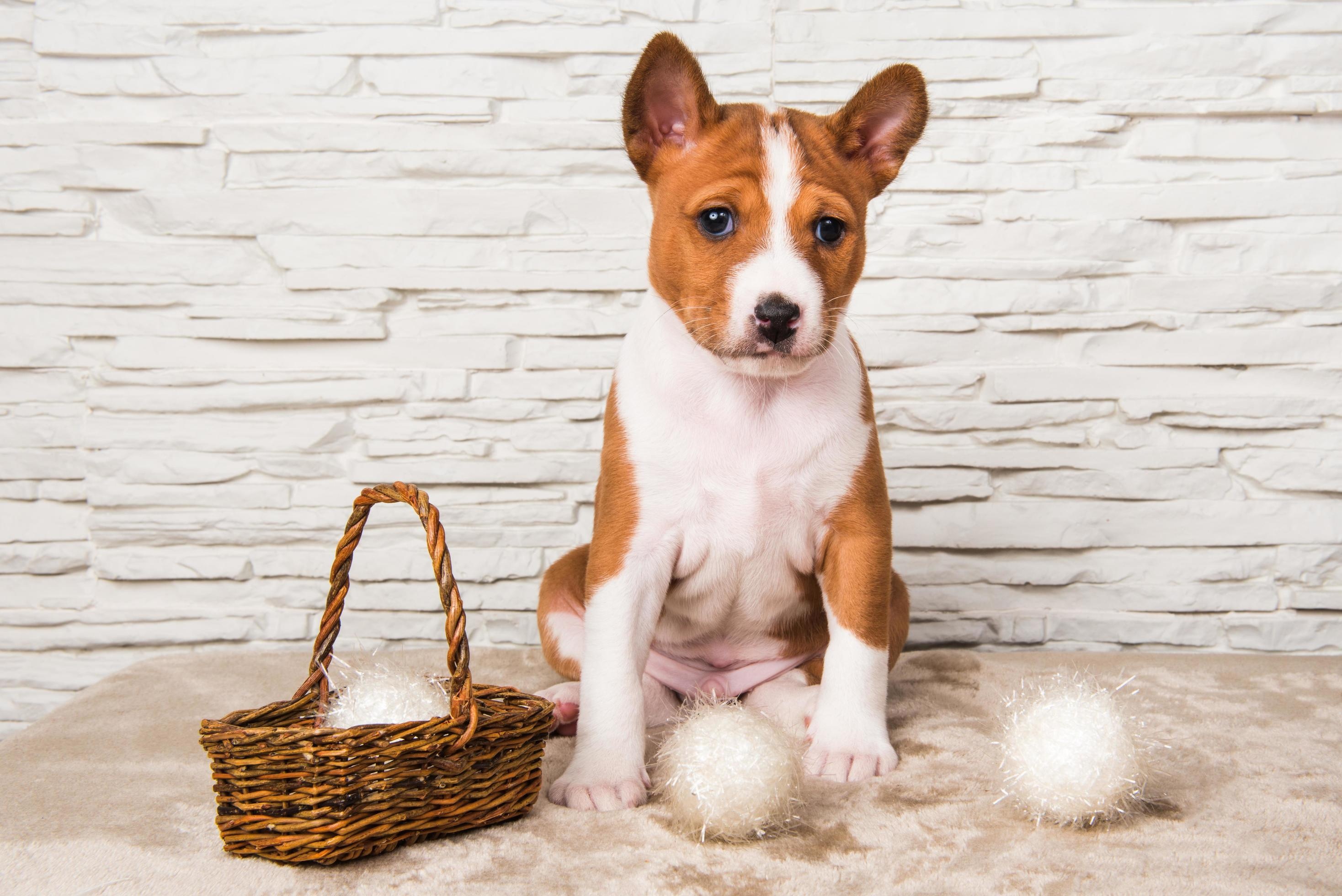 Basenji Dog, Cute puppy portrait, Basket and cotton balls, Stock photo, 2940x1960 HD Desktop