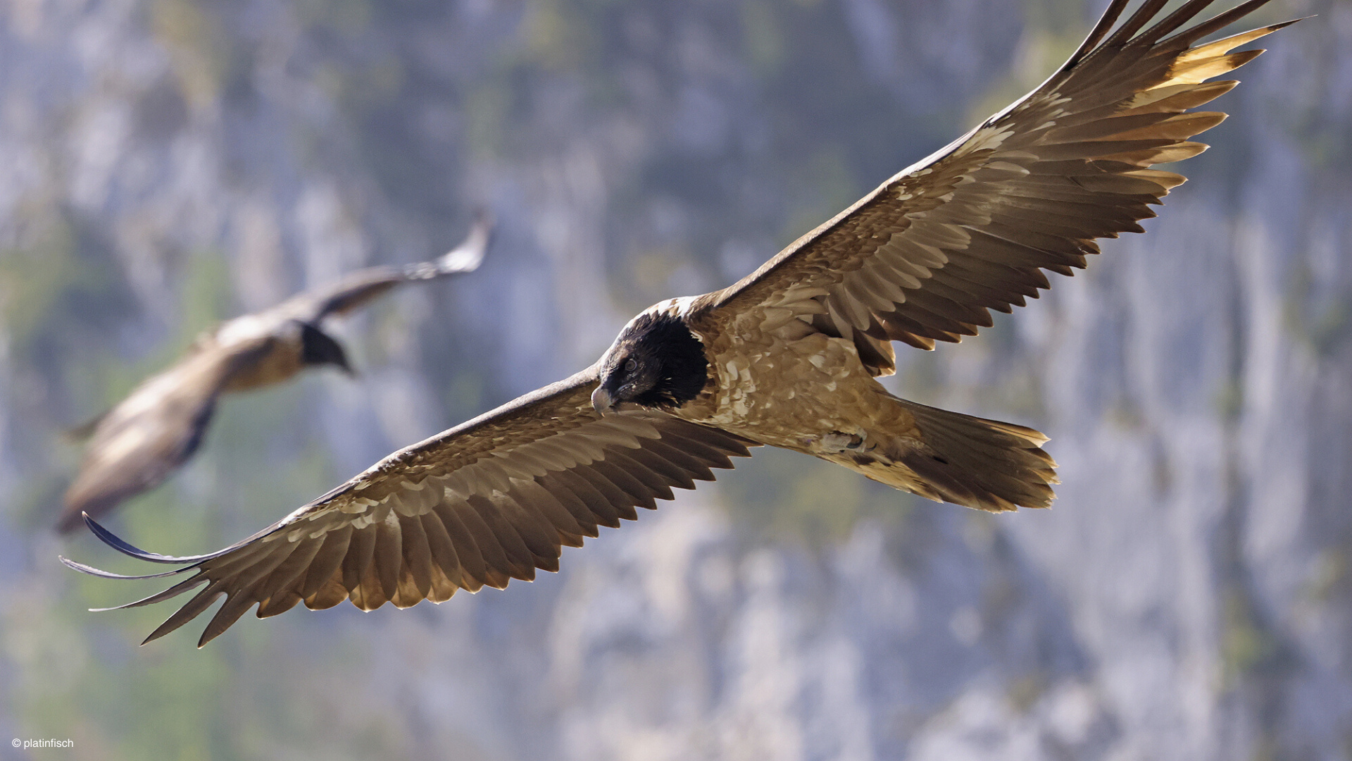 Bearded Vulture, Highlights 2021, Vulture conservation, Bearded Vulture conservation, 1920x1080 Full HD Desktop