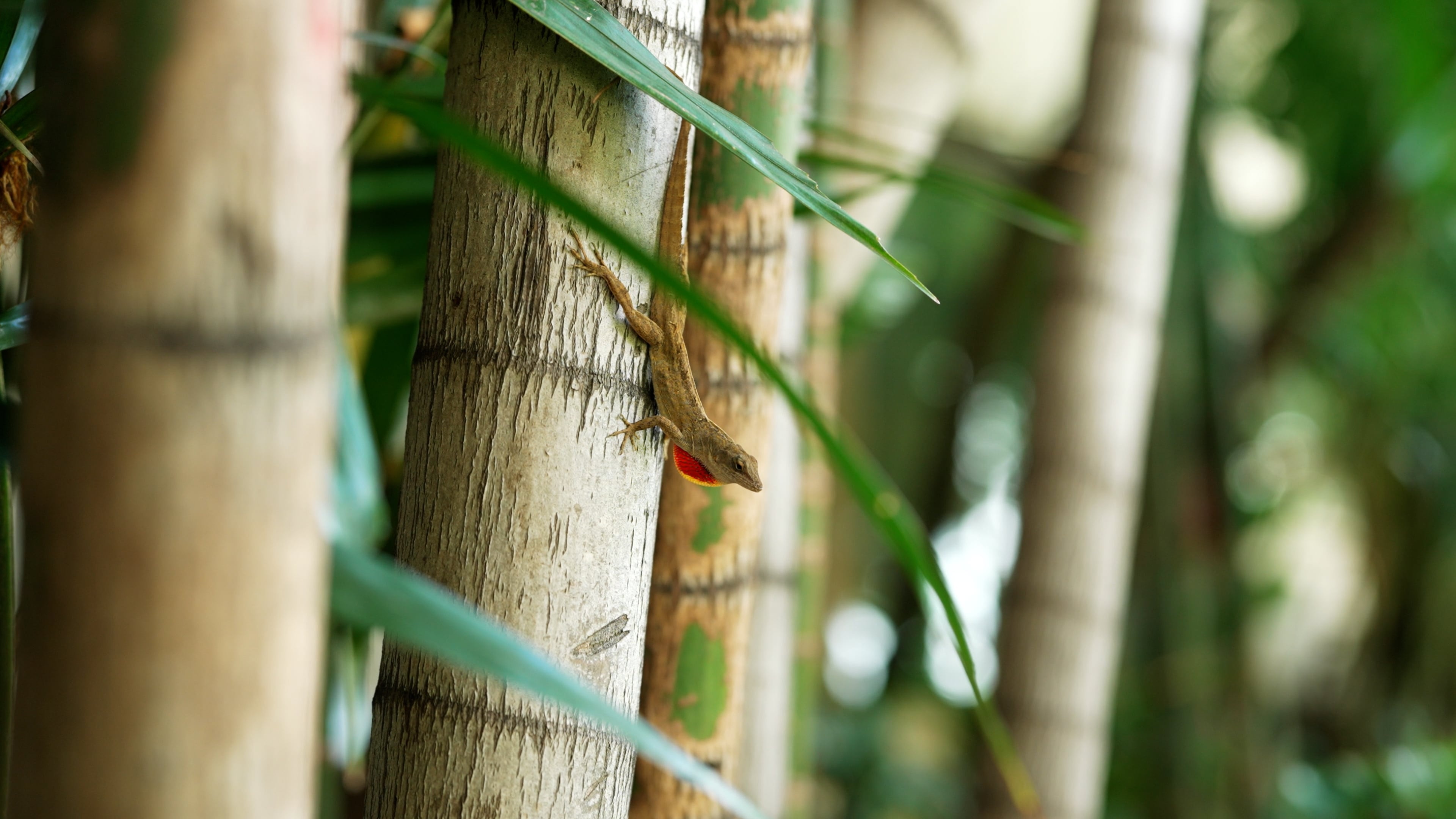 Bamboo: A lizard, Plant of a genus of perennial evergreen plants in the cereal family. 3840x2160 4K Wallpaper.