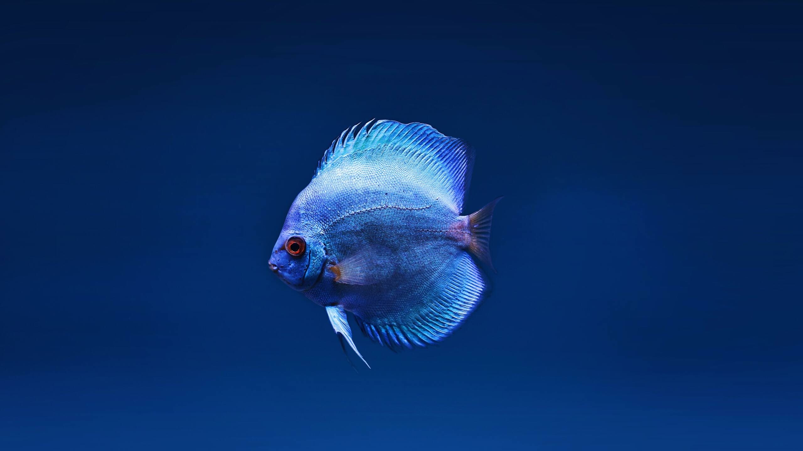 Fish: Blue Discus, Symphysodon aequifasciatus, A species of cichlid. 2560x1440 HD Wallpaper.