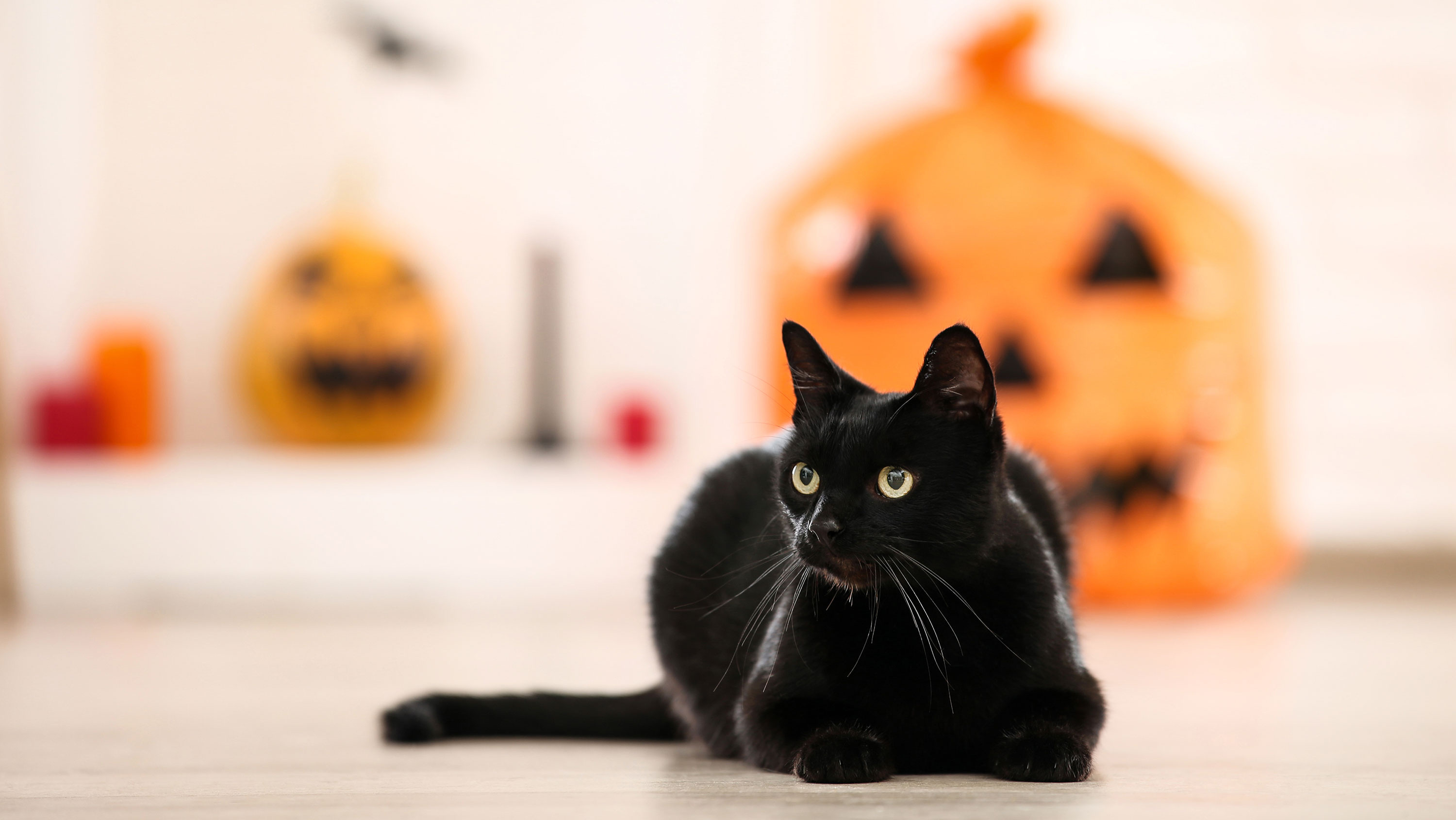Halloween Cat, National black cat day, Feline friends, CNN, 3000x1690 HD Desktop