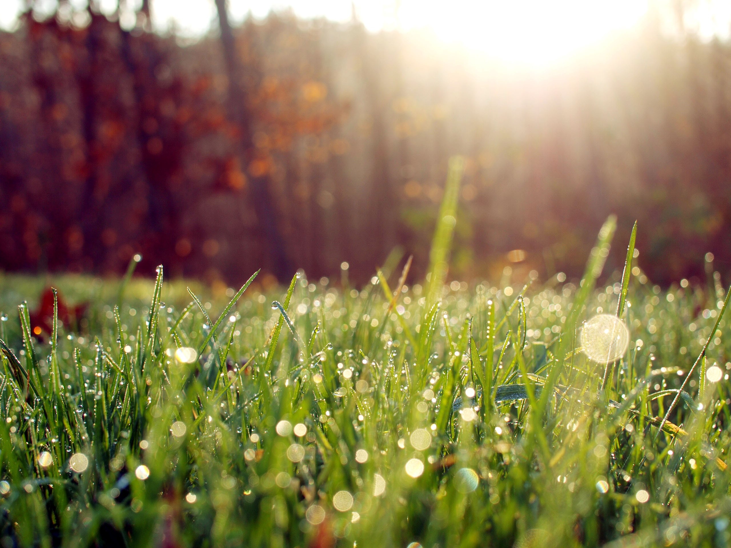 Nature, Sun, Grass, Lens Flare, 2560x1920 HD Desktop