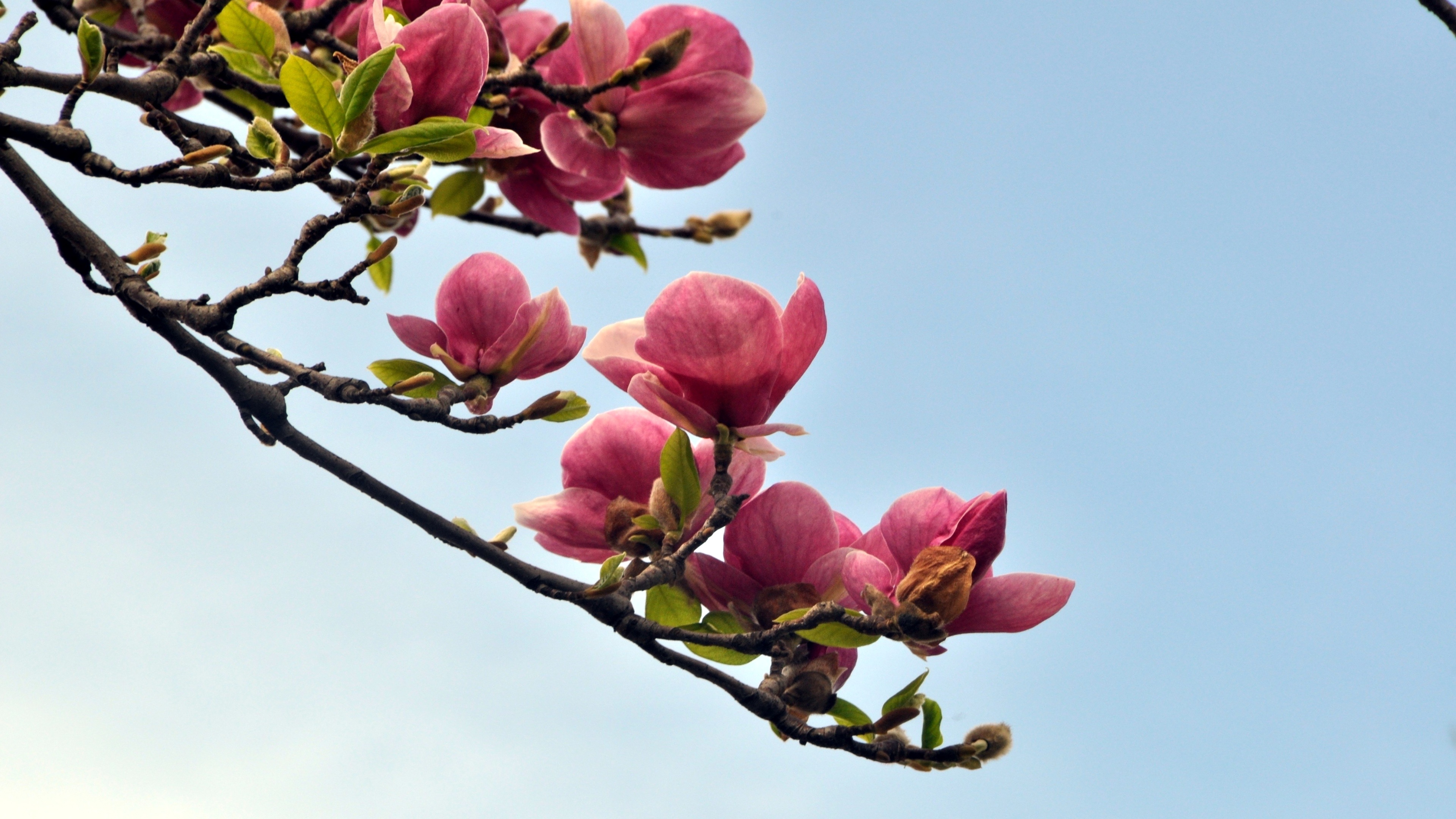 4K magnolias, Magnolia tree, High-quality wallpapers, 3840x2160 4K Desktop