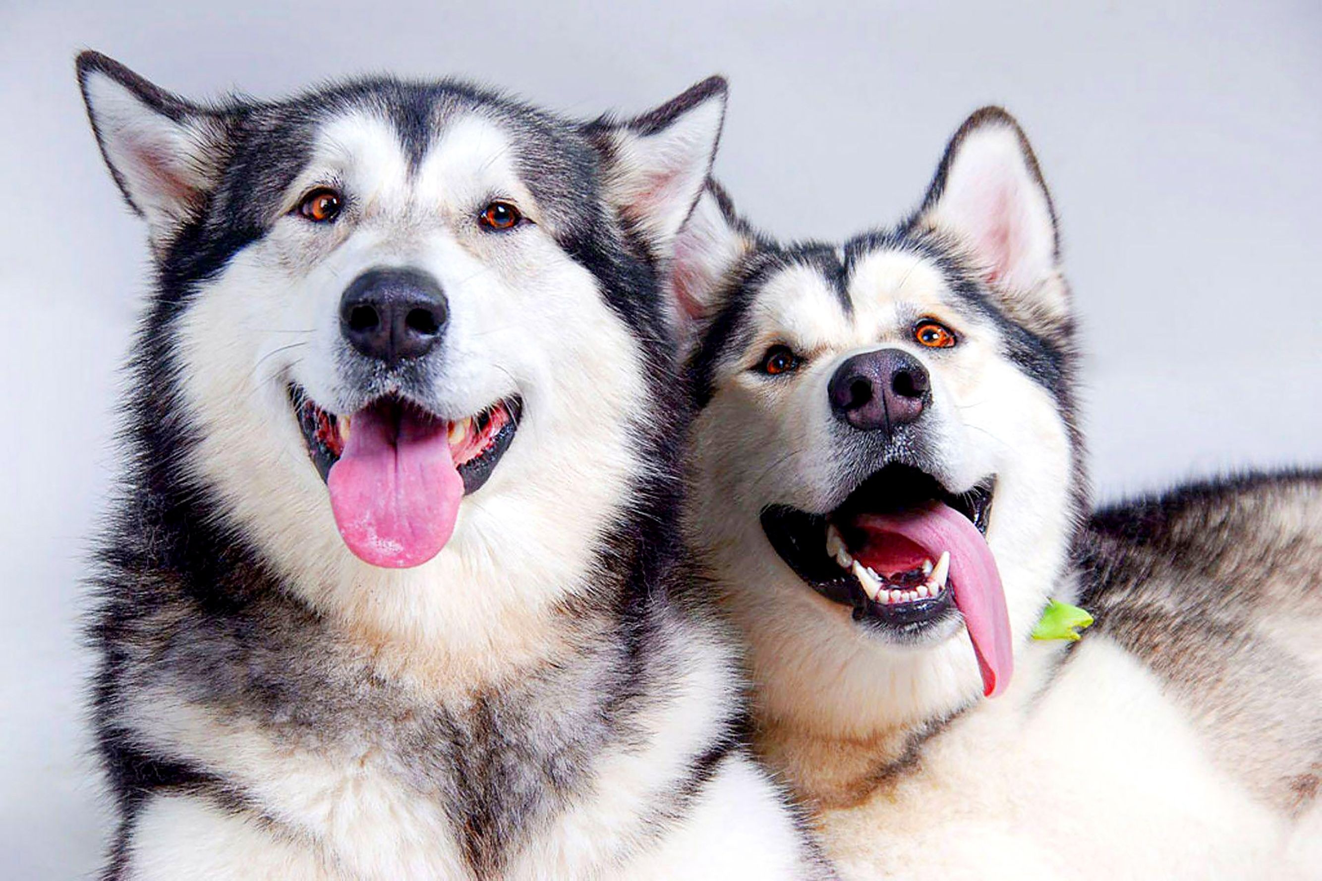 Alaskan Malamute husky, Majestic creatures, Beautiful dog, Malamute breed, 2670x1780 HD Desktop
