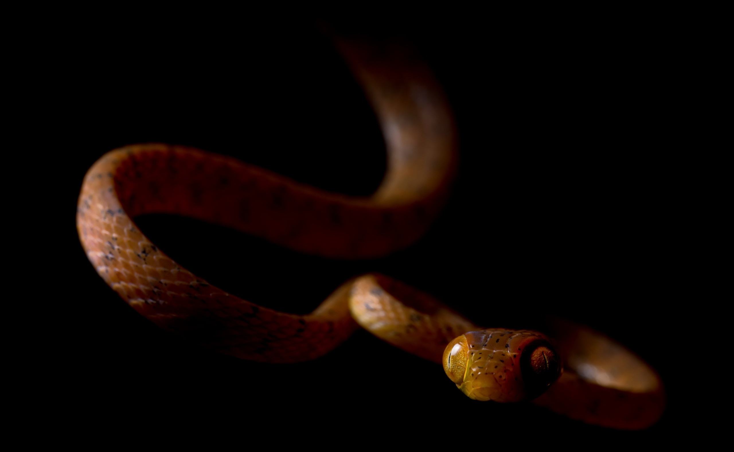 Schlange desktopbilder, Snake pictures, Reptile backgrounds, Serpent wallpapers, 2560x1580 HD Desktop