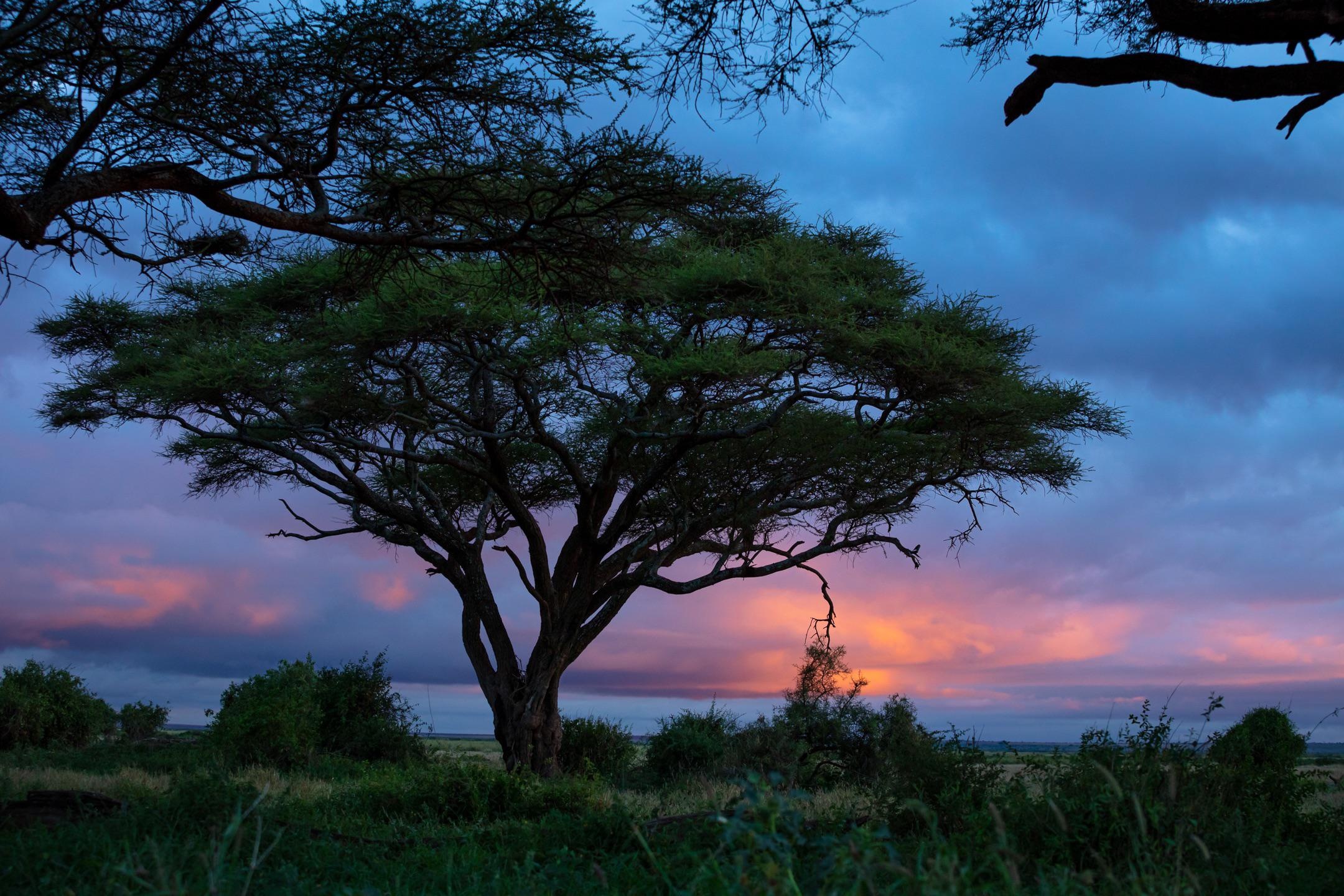 Amboseli sunrise, Kenya's acacia tree, Nature's spectacle, Captivating view, 2160x1440 HD Desktop