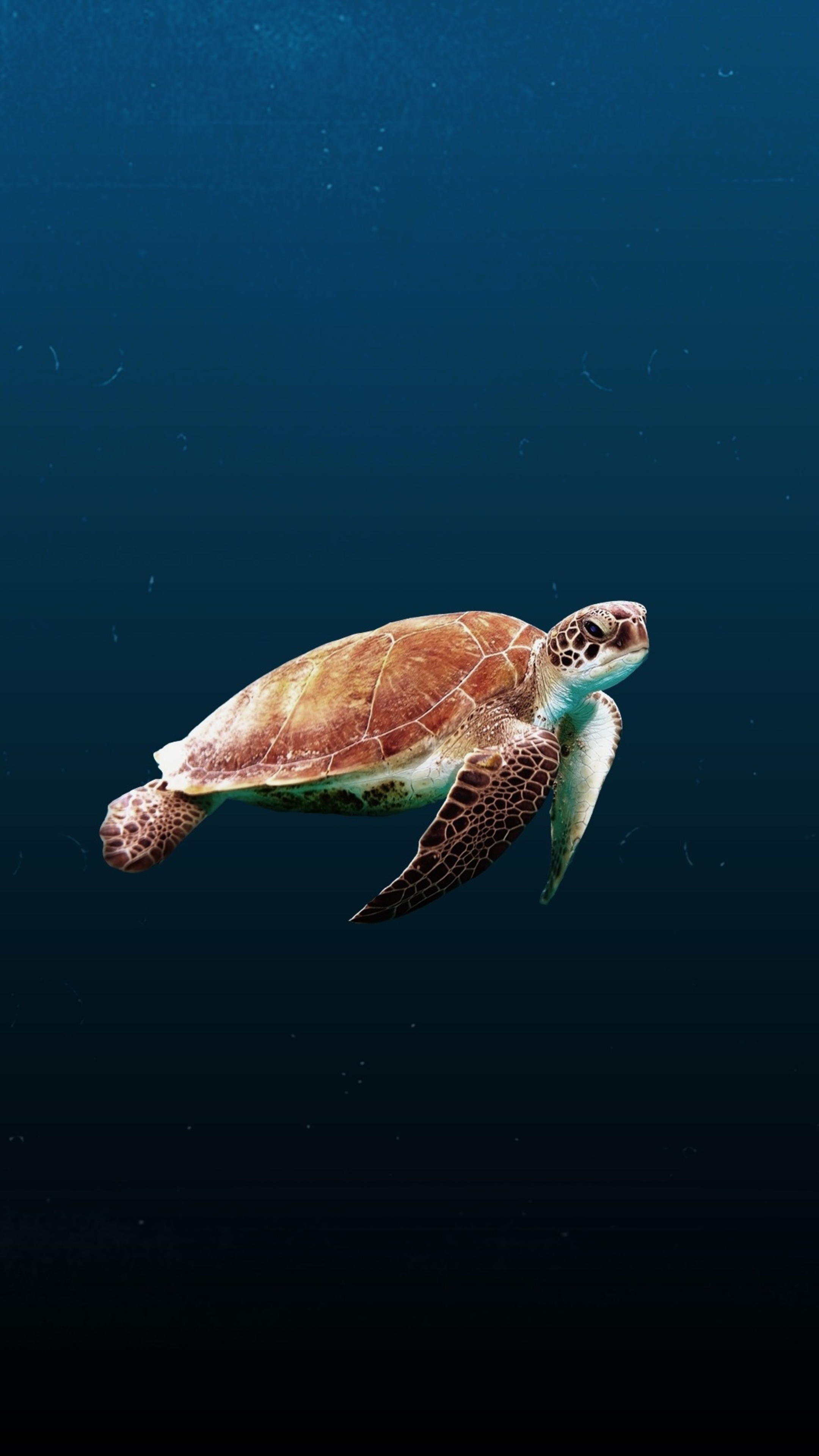 Turtle: They are found on most continents, some islands and much of the ocean. 2160x3840 4K Background.